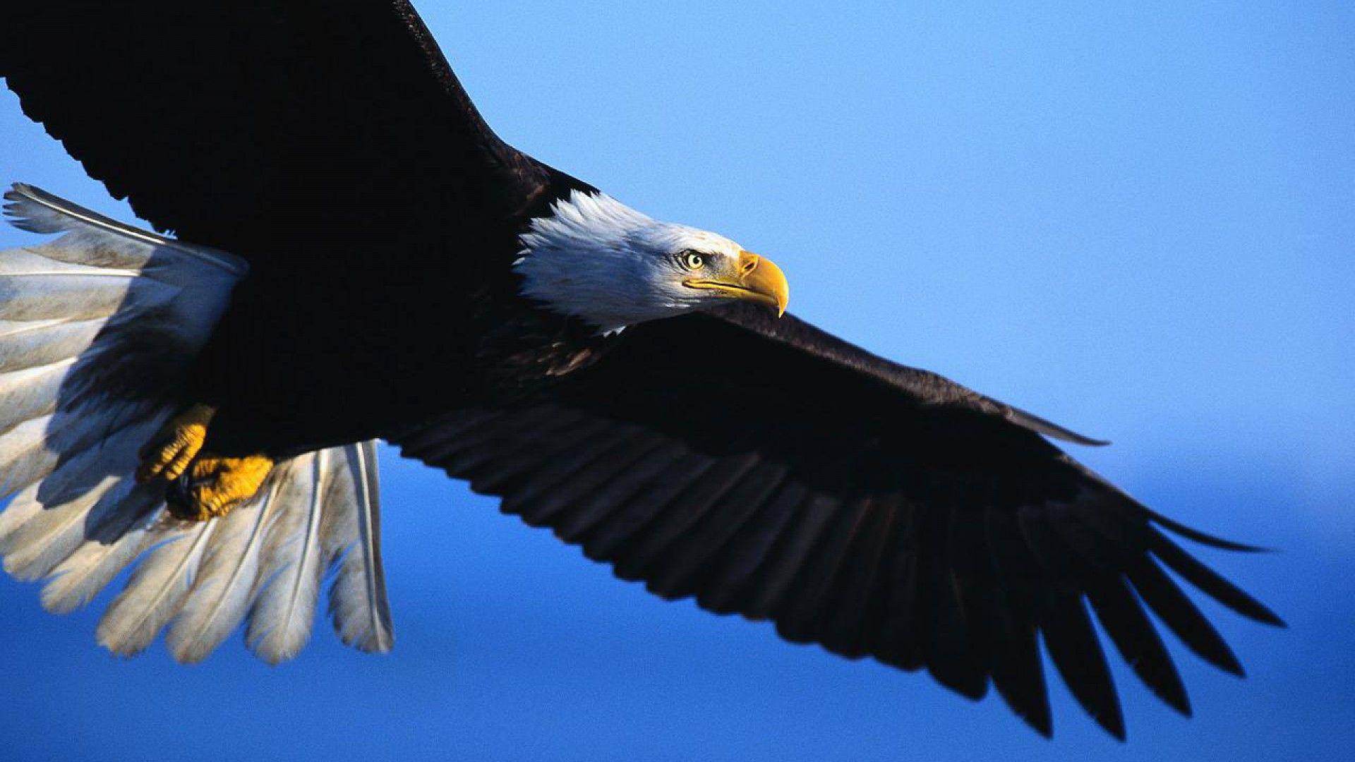 1920x1080 image Collection of Eagle
