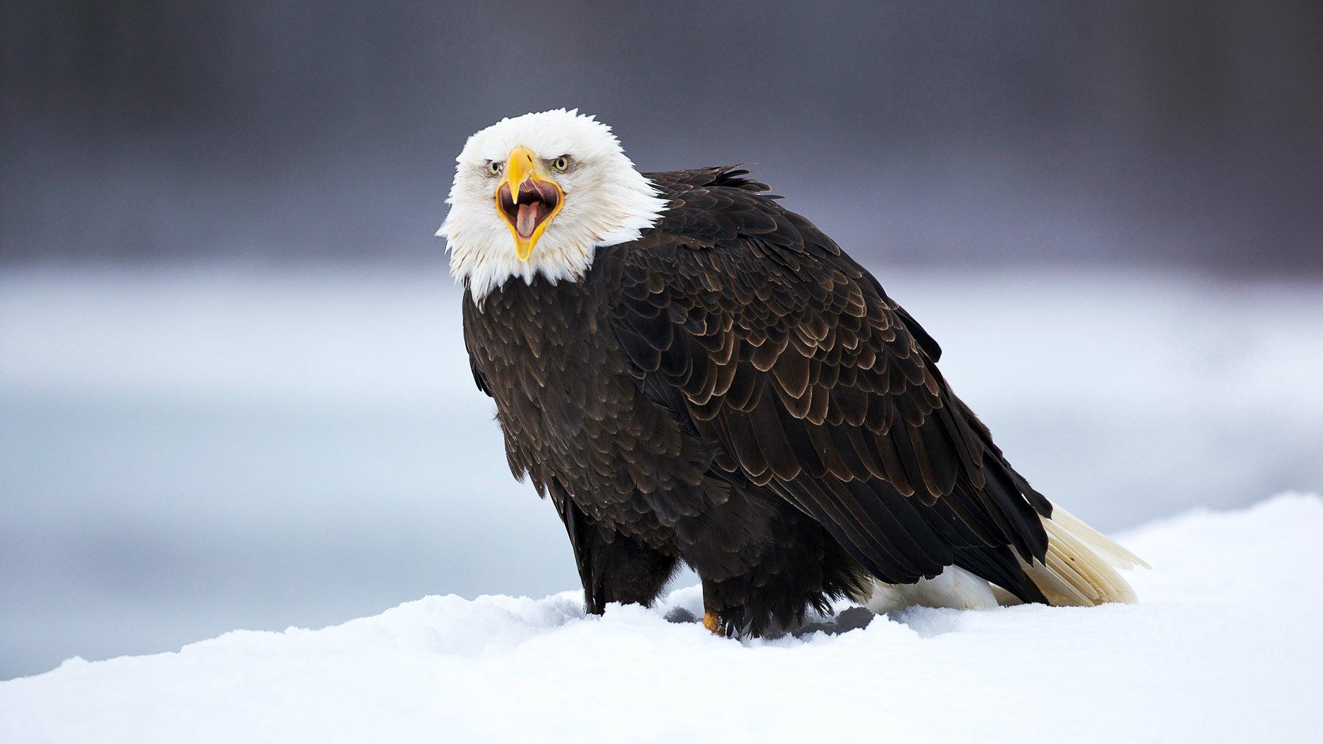 1920x1080 Eagle Wallpaper