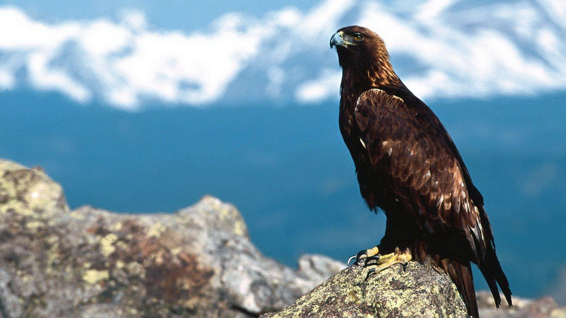 1920x1080 Eagle HD Wallpaper