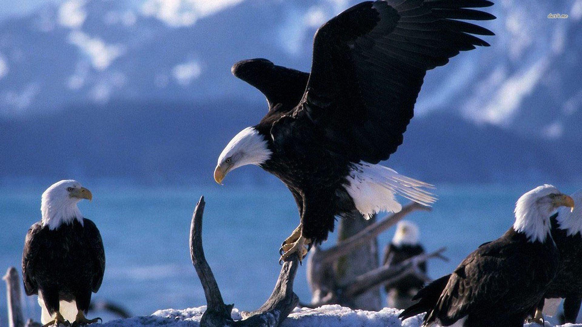 1920x1080 American Bald Eagle Wallpaper