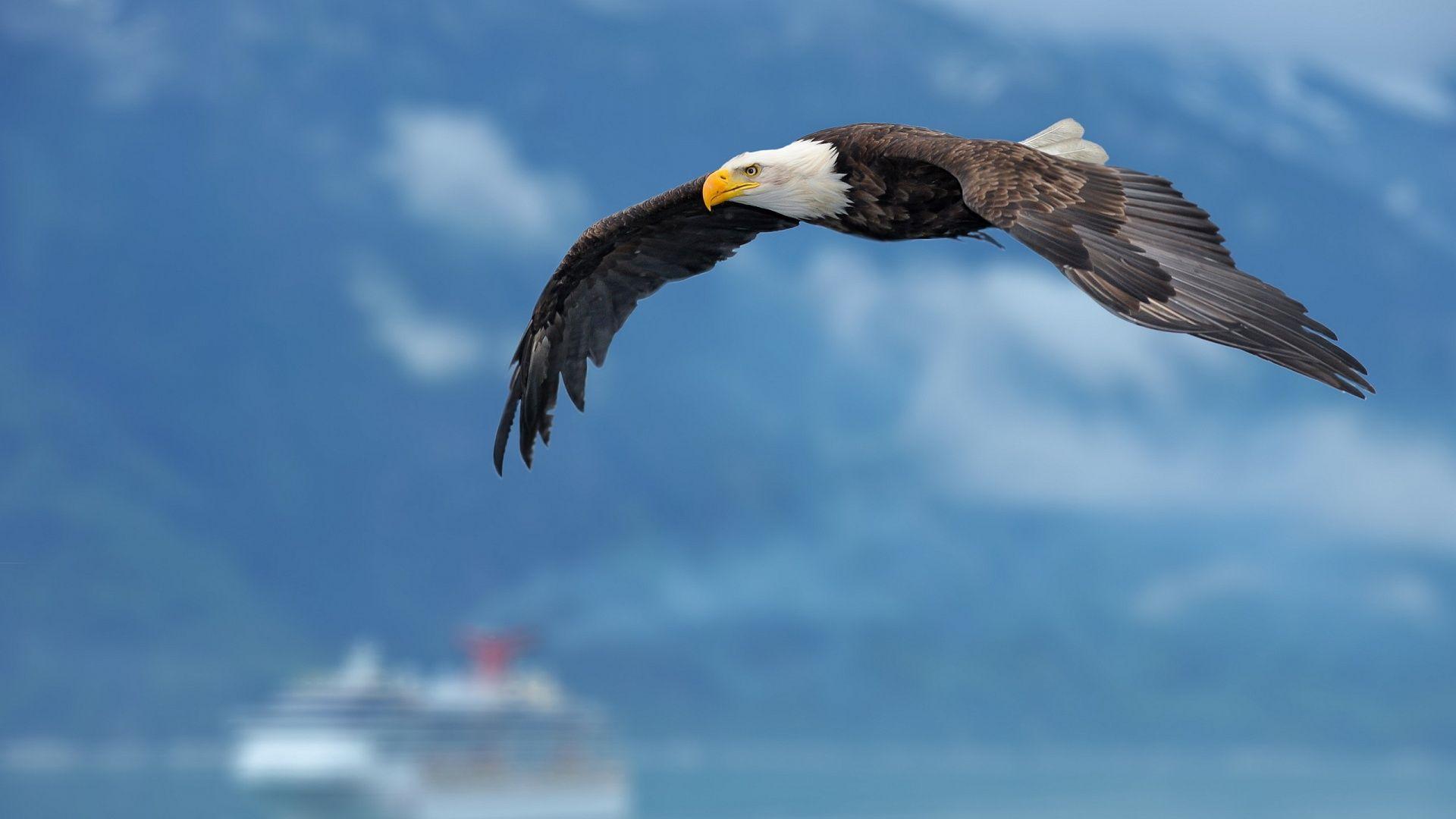 1920x1080 Eagle Wallpaper 1920x1080 .Com. Animais