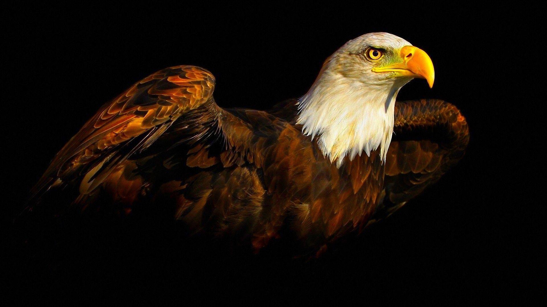 1920x1080 Download Birds Eagles Wallpaper 1920x1080