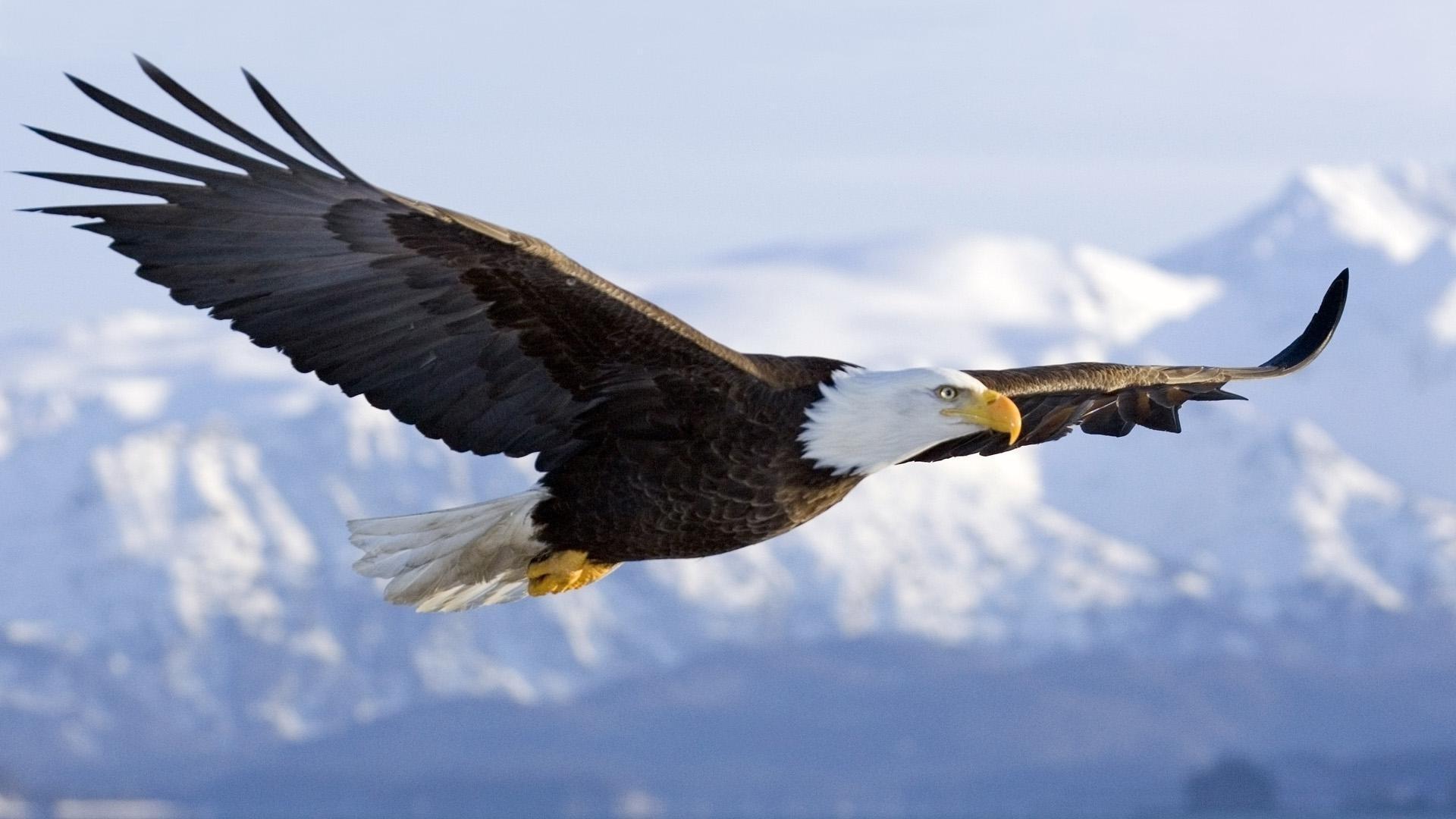 1920x1080 Majestic Bald Eagle wallpaperx1080