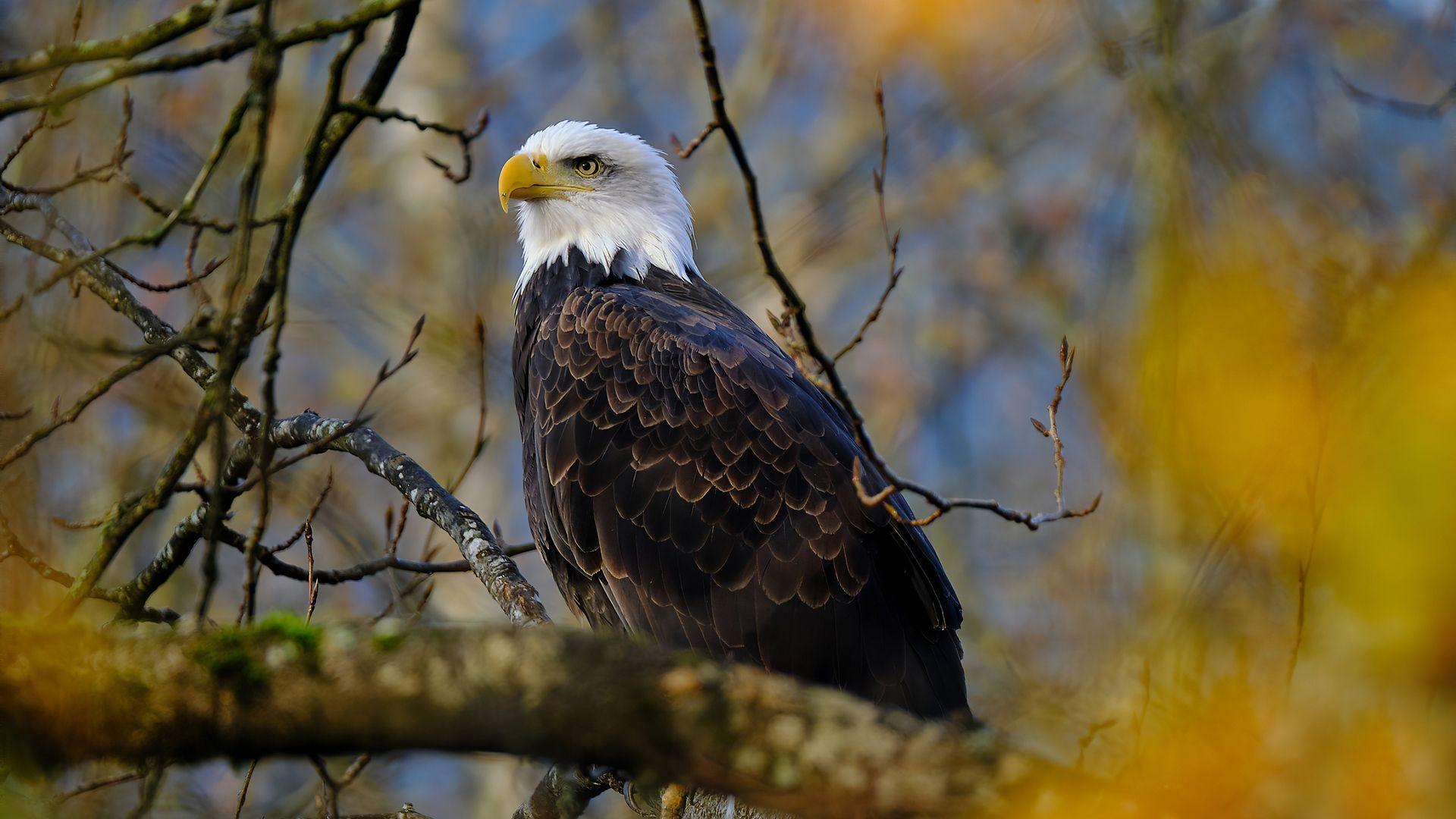 1920x1080 Bald Eagle Hawk 4k Laptop Full HD 1080P HD 4k Wallpaper