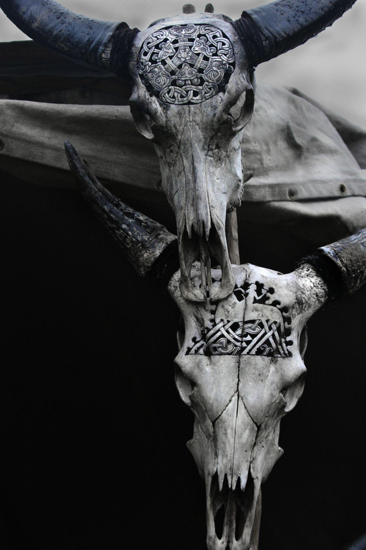 662 Cow Skulls Stock Photos HighRes Pictures and Images  Getty Images