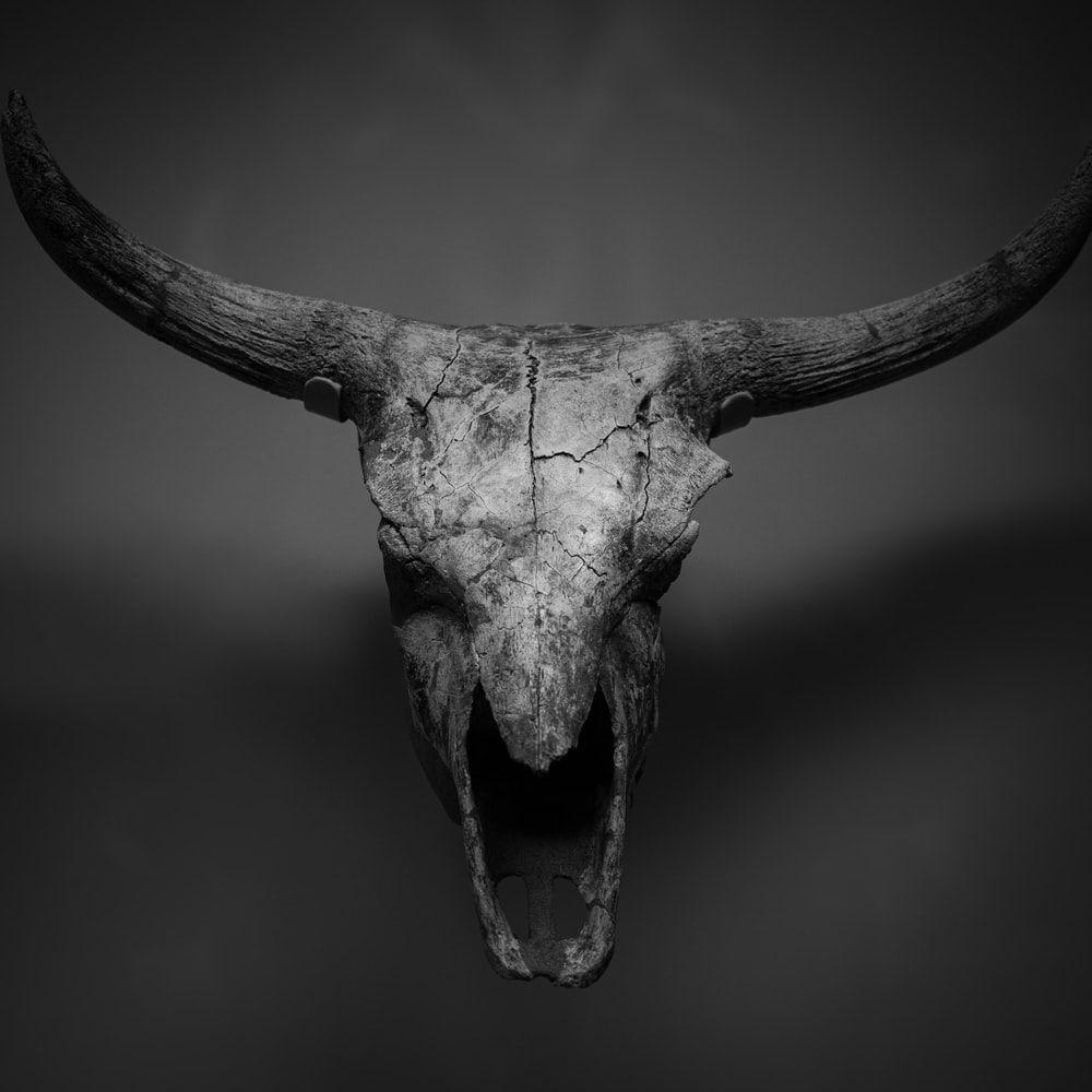 Cow Skull Wallpapers - Top Free Cow Skull Backgrounds - WallpaperAccess