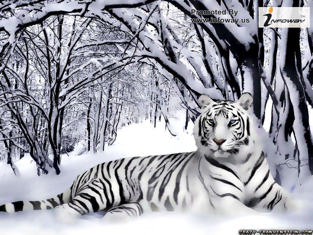 White Animal Wallpapers Top Free White Animal Backgrounds