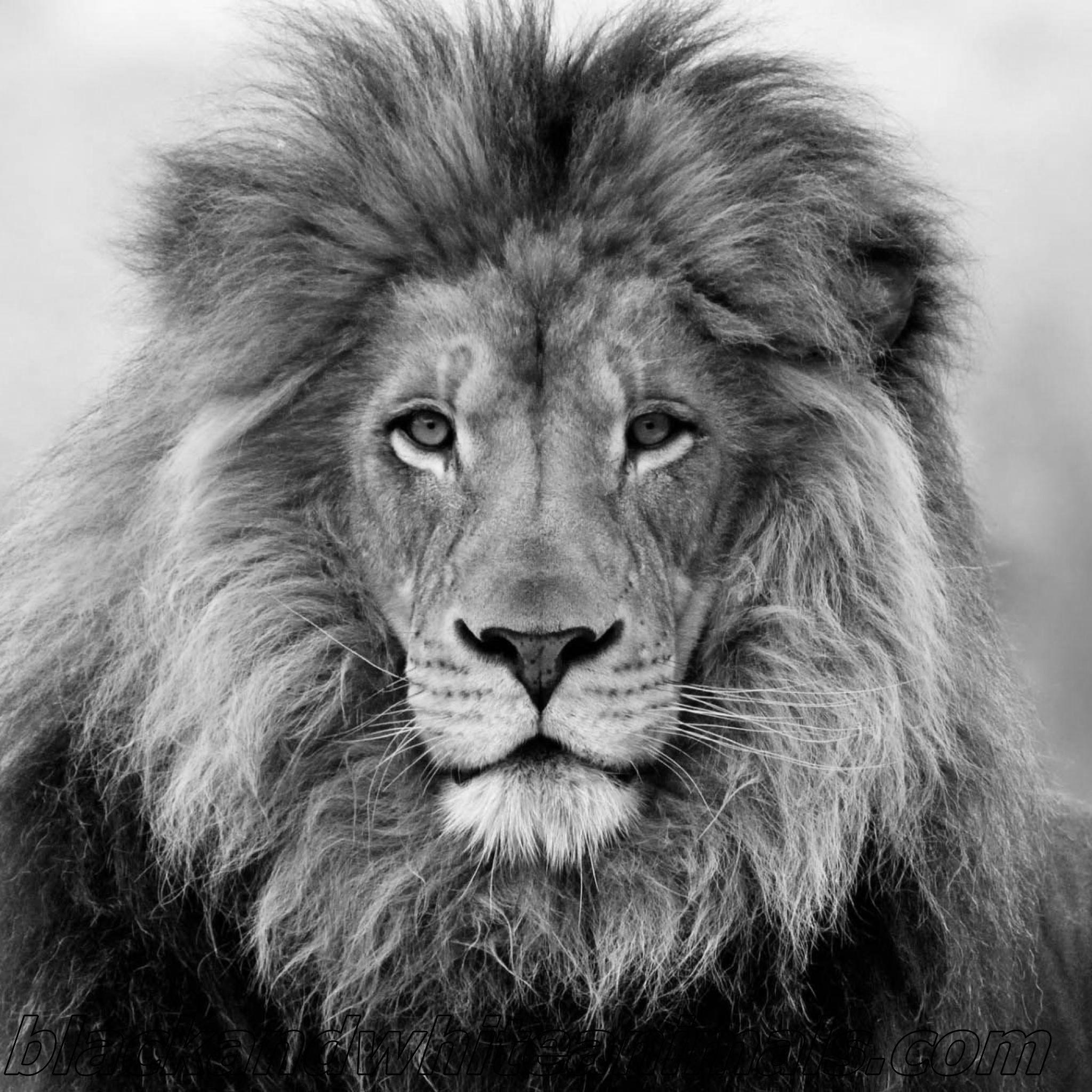 2048x2048 Black And White Animal Wallpaper (2048x2048 px)