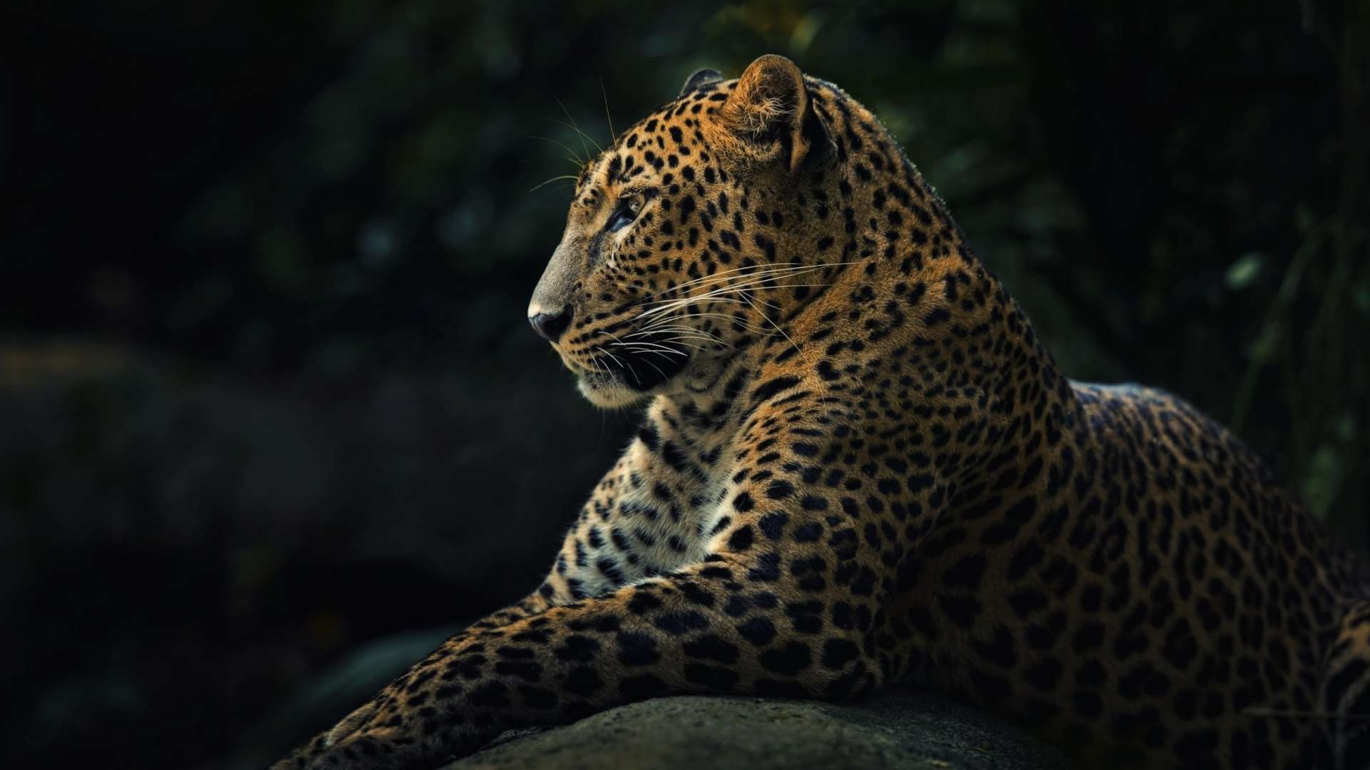 Leopard Desktop Wallpapers Top Free Leopard Desktop Backgrounds