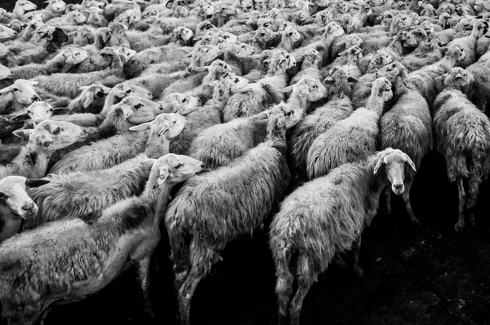 1600x1062 Black And White Animals Wallpaper.com. Best High