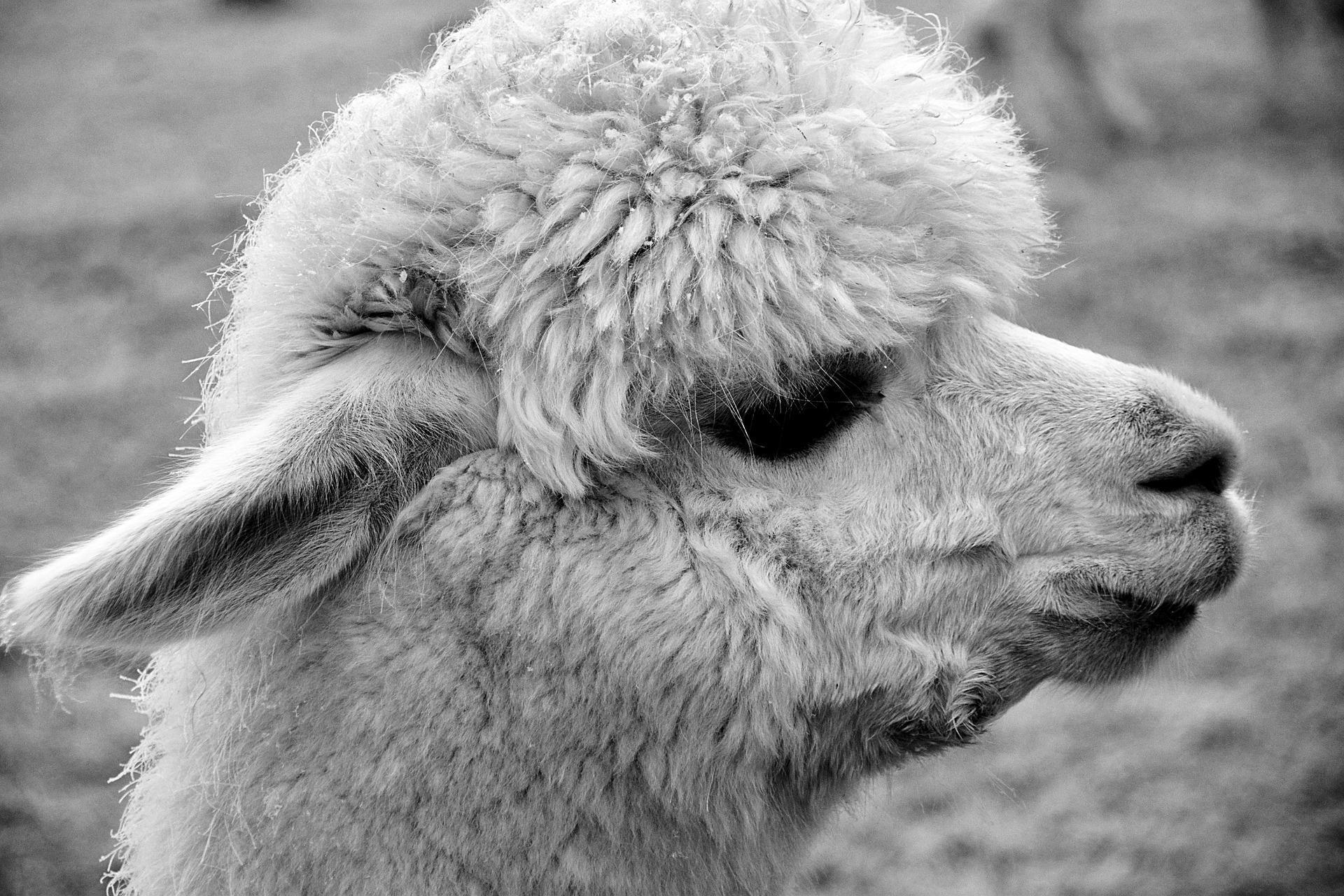 1920x1280 Cute Animal Wallpaper Black and White for Android
