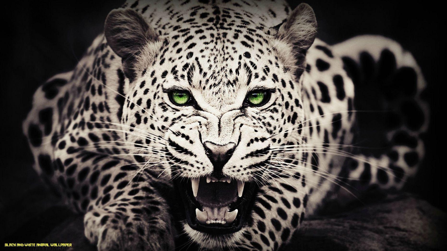 1862x1047 Cheetah HD Wallpaper