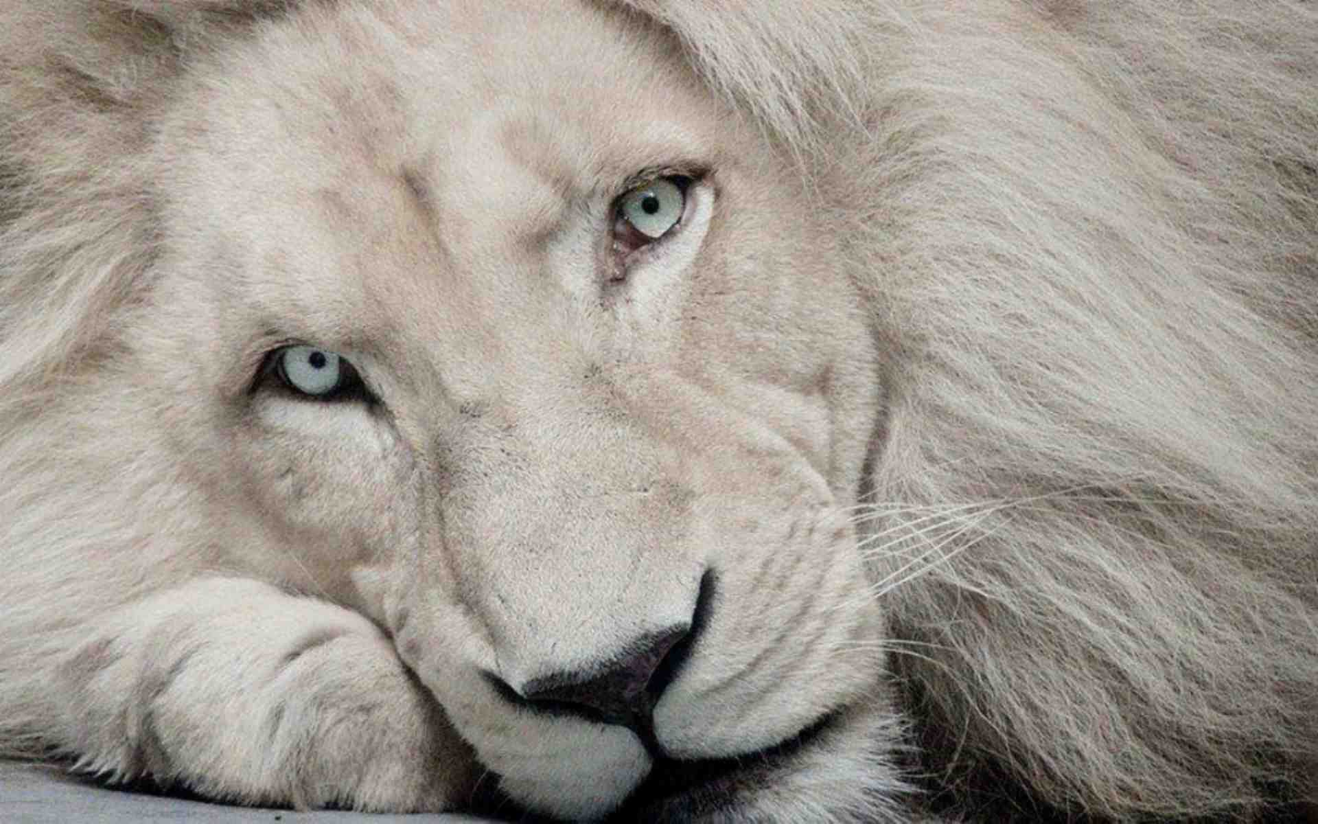 White Lion Portrait Stock Photo  Download Image Now  White Lion 2015  Africa  iStock