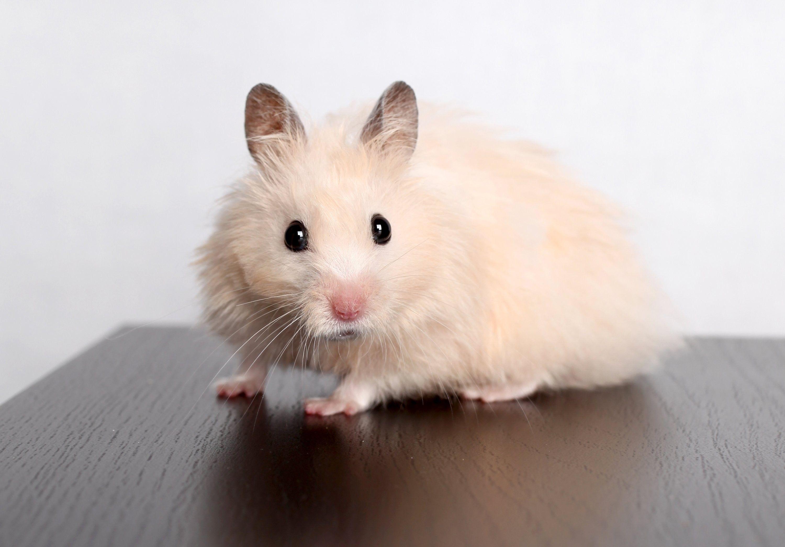 3000x2092 Wild Life Background, Samsung Animals, Wallpaper, rodents