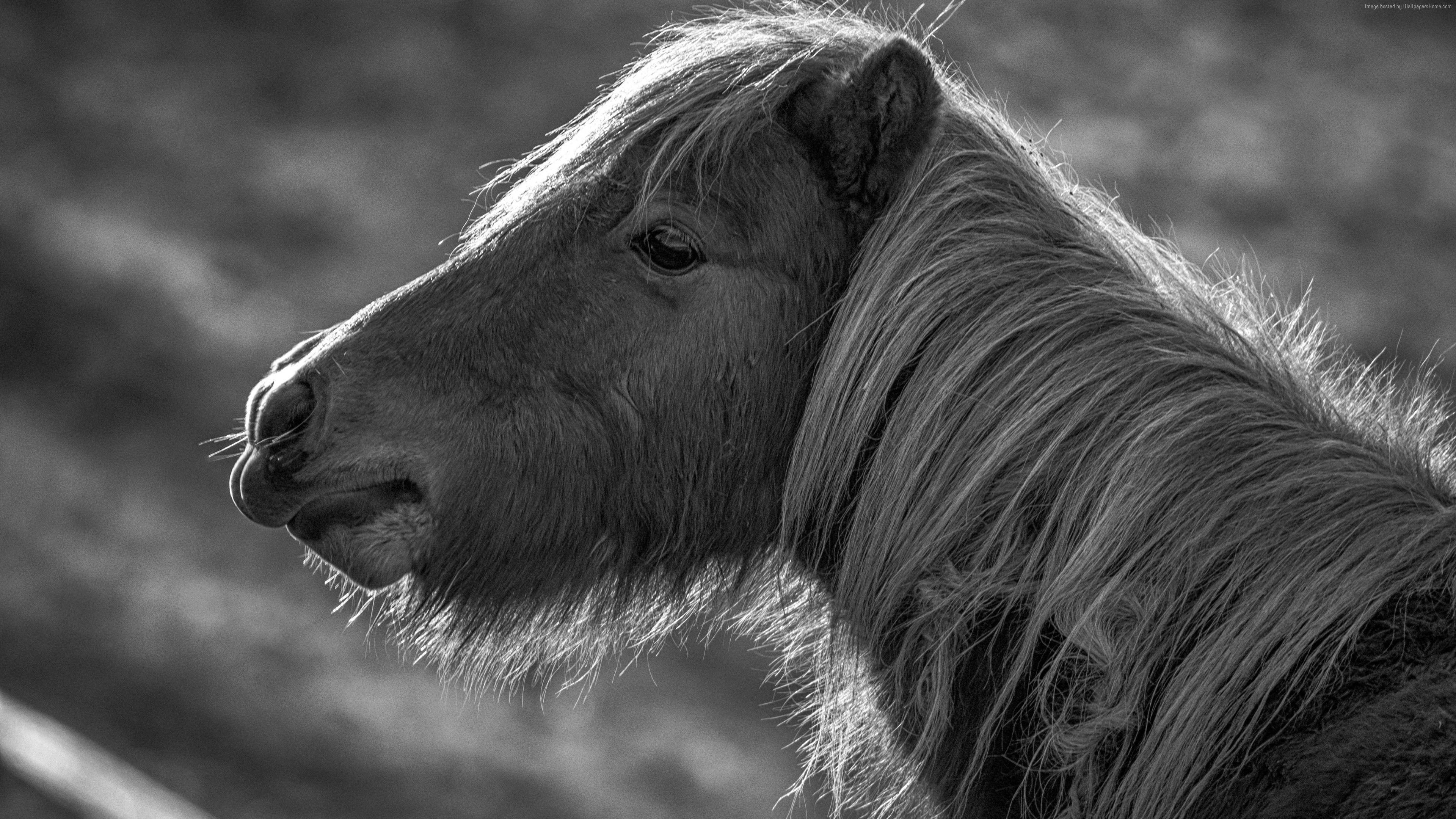 3840x2160 Wallpaper Horse, Pony, black and white, Animals Wallpaper Download