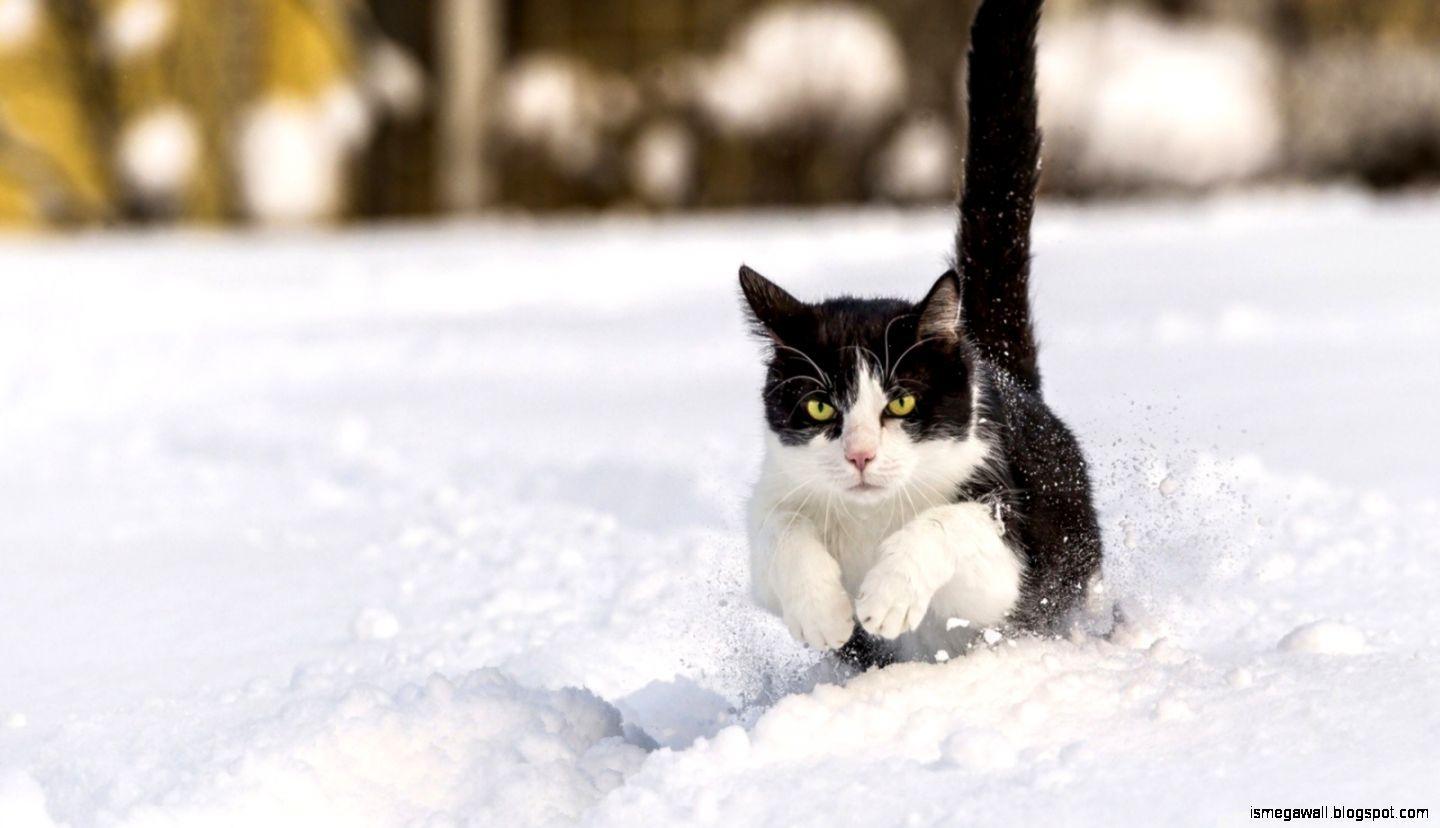 1440x828 Animal Wallpaper White Snow Cats