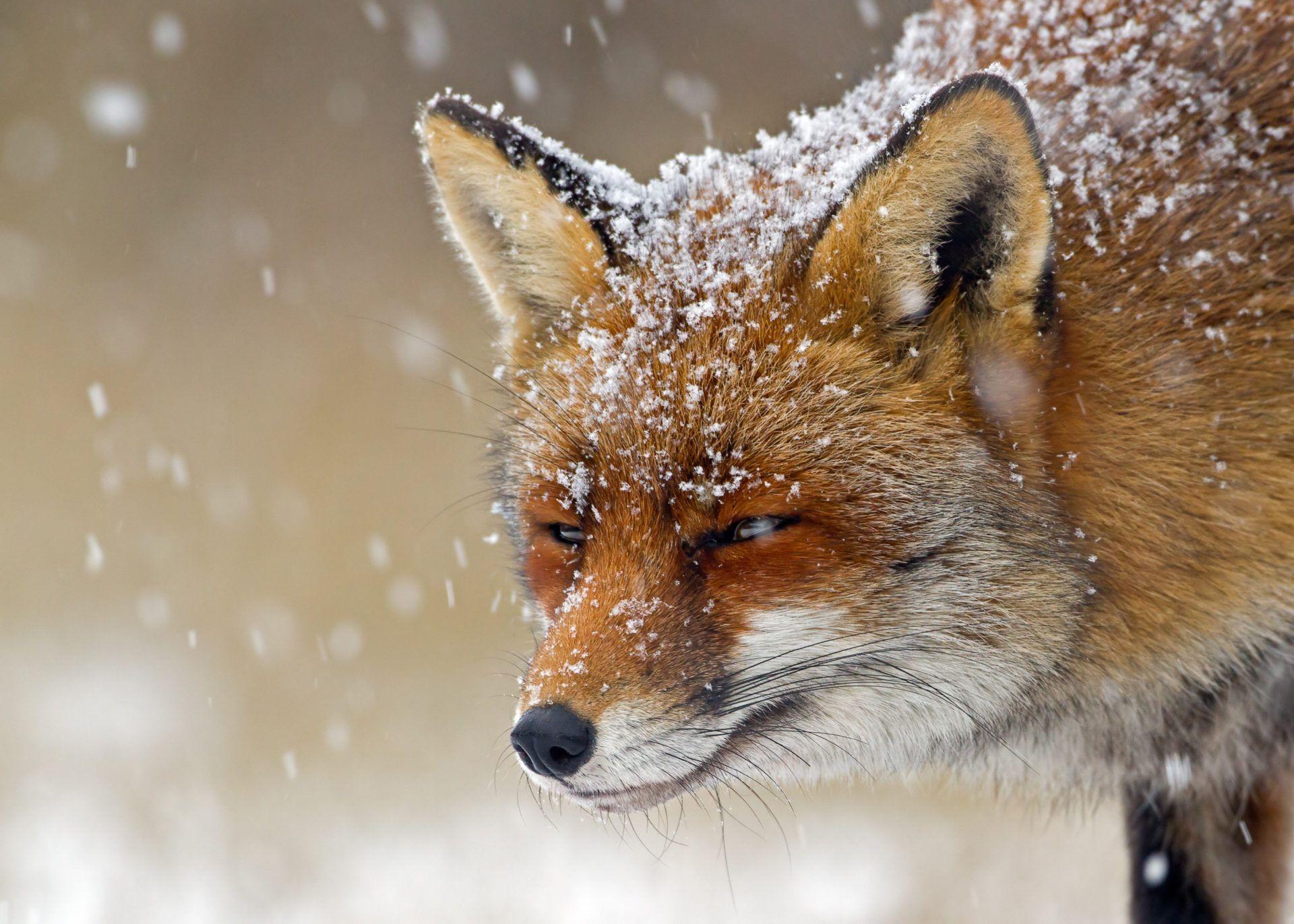 1920x1371 My Winter Animals HD Wallpaper New Tab Theme