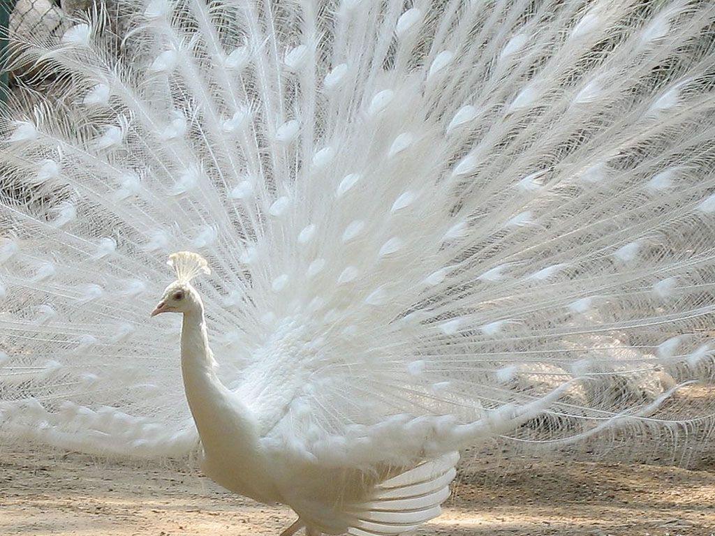 1024x768 Cute Animal Wallpaper For Desktop Female Peacock