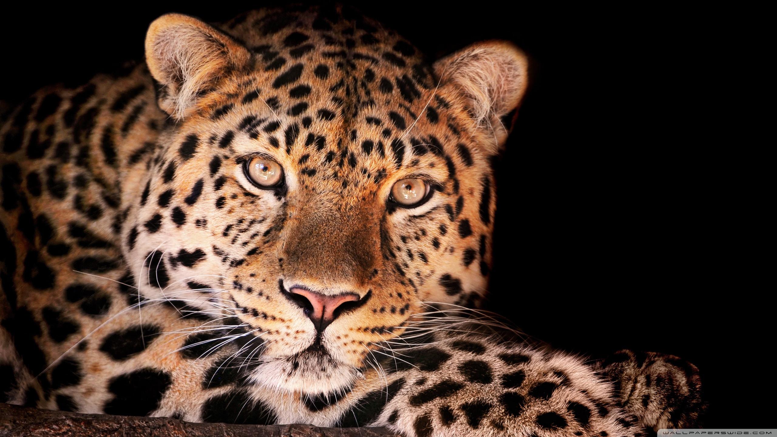 Leopard Desktop Wallpapers Top H nh nh p Leopard Desktop Wallpapers Top H nh nh p