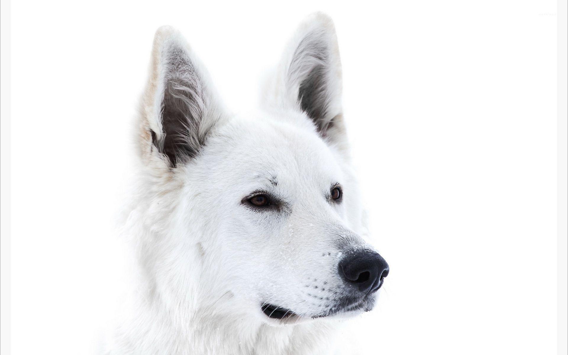 1920x1200 White dog wallpaper wallpaper .