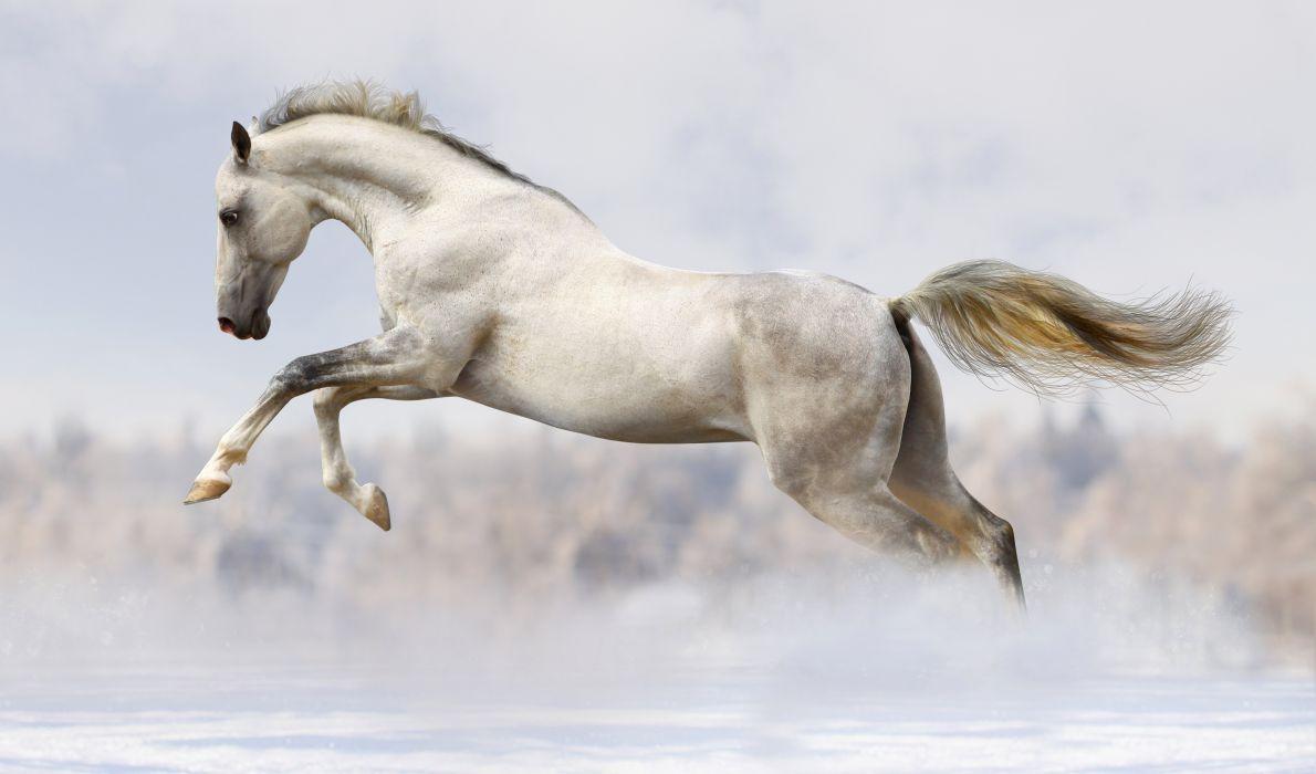 1190x700 Horses Run White Animals wallpaper wallpaperx4000