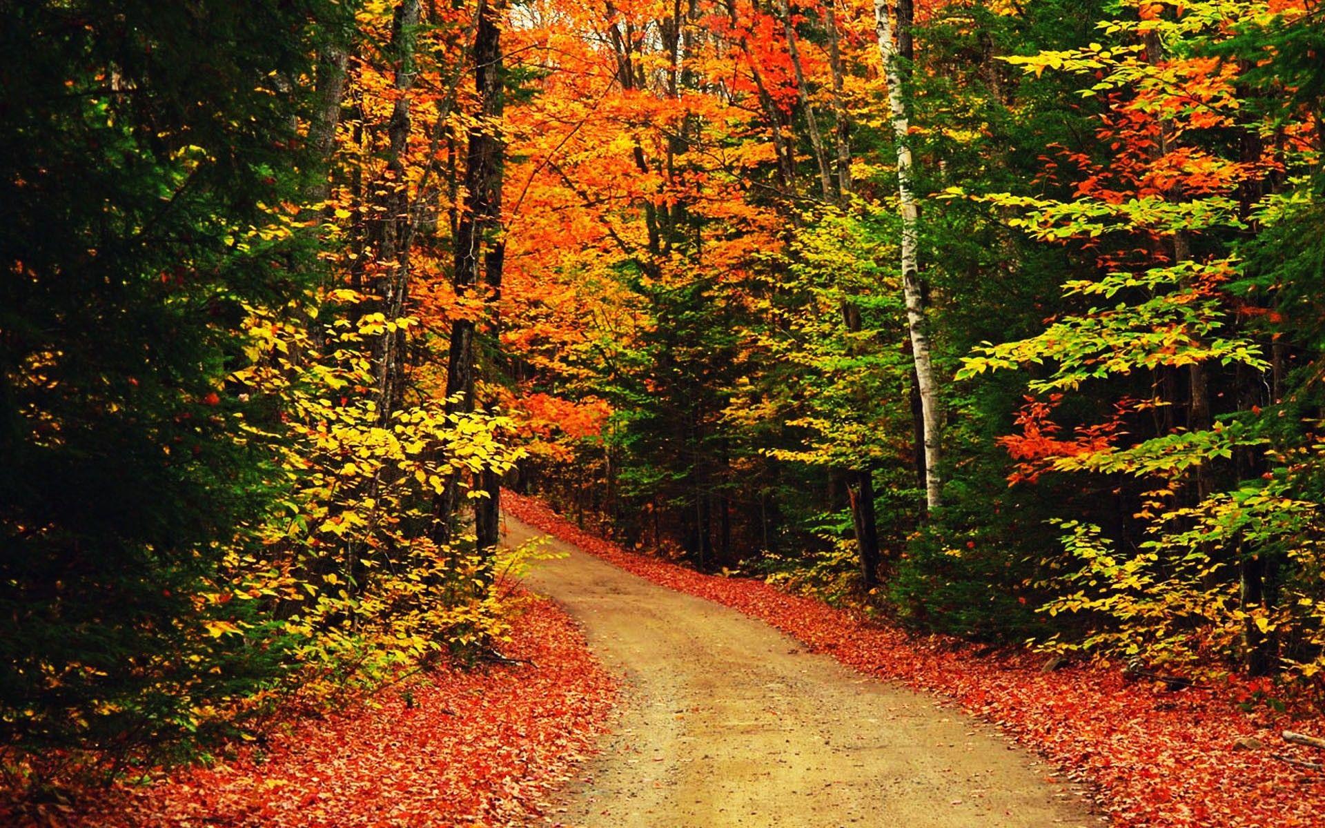 1920x1200 Forest: Autumn Scenic Scene Beautiful Gorgeous Scrne Forest