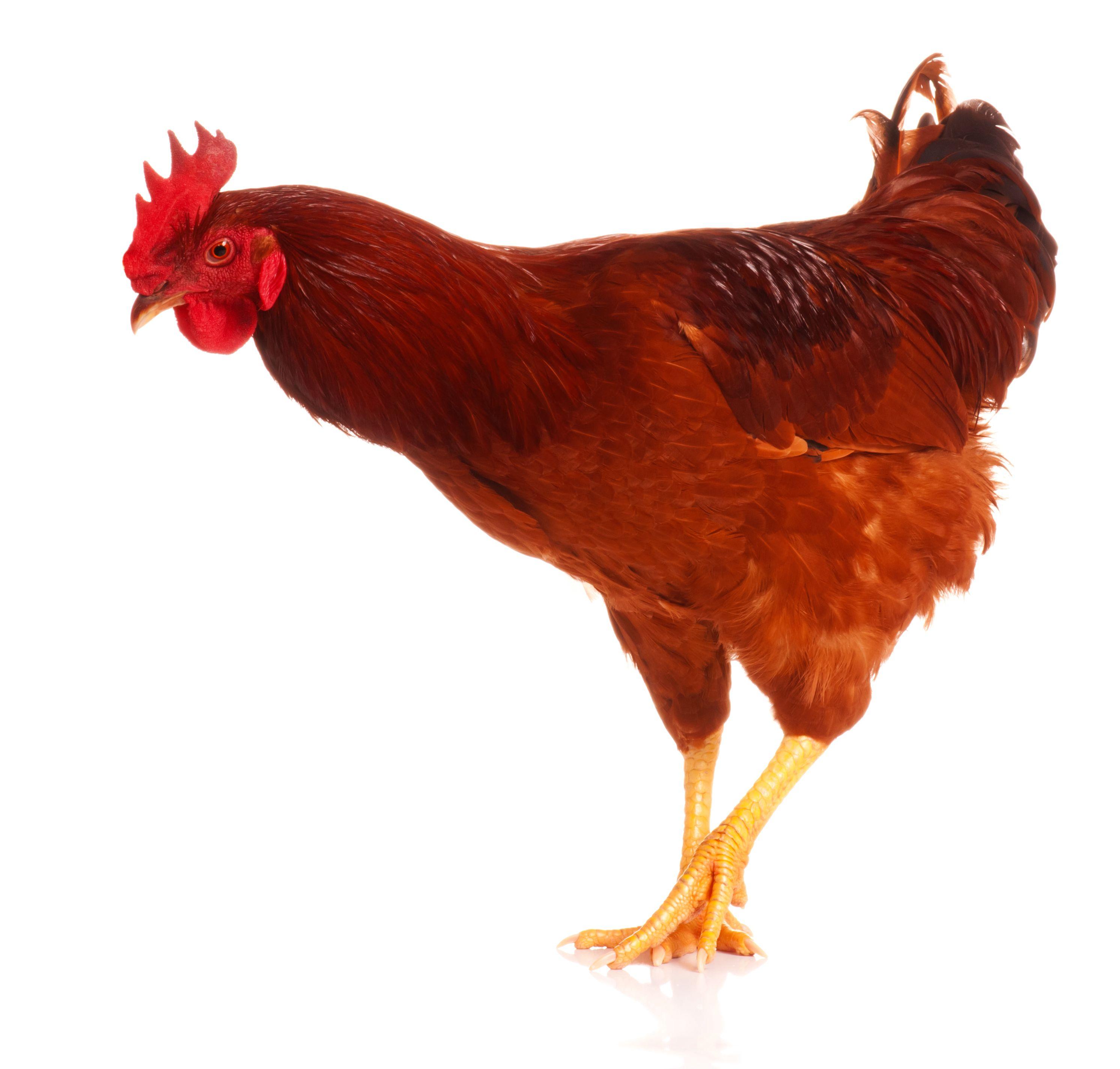 2984x2848 Cute Chicken PNG HD Transparent Cute Chicken HD PNG Image