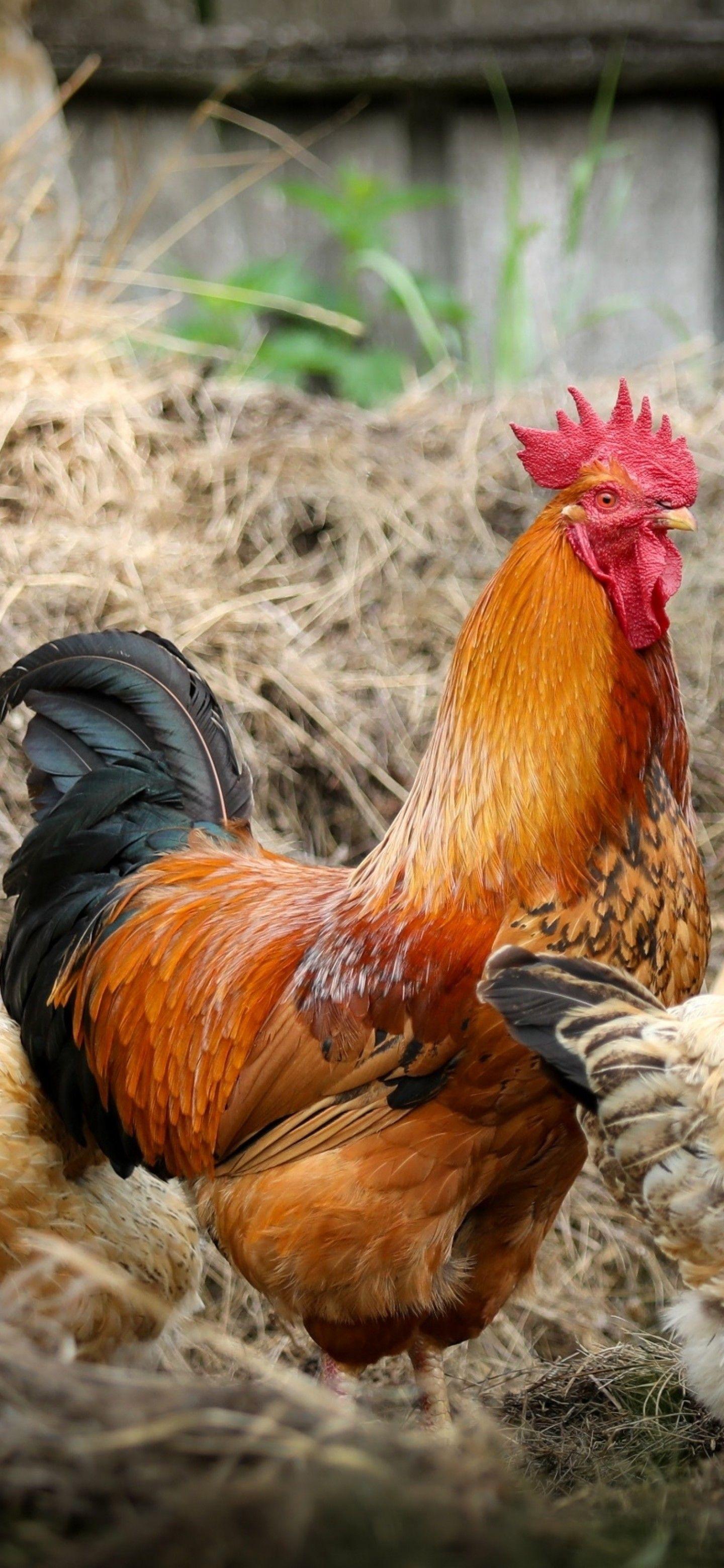 Chicken Wallpapers Top Free Chicken Backgrounds WallpaperAccess 3201282
