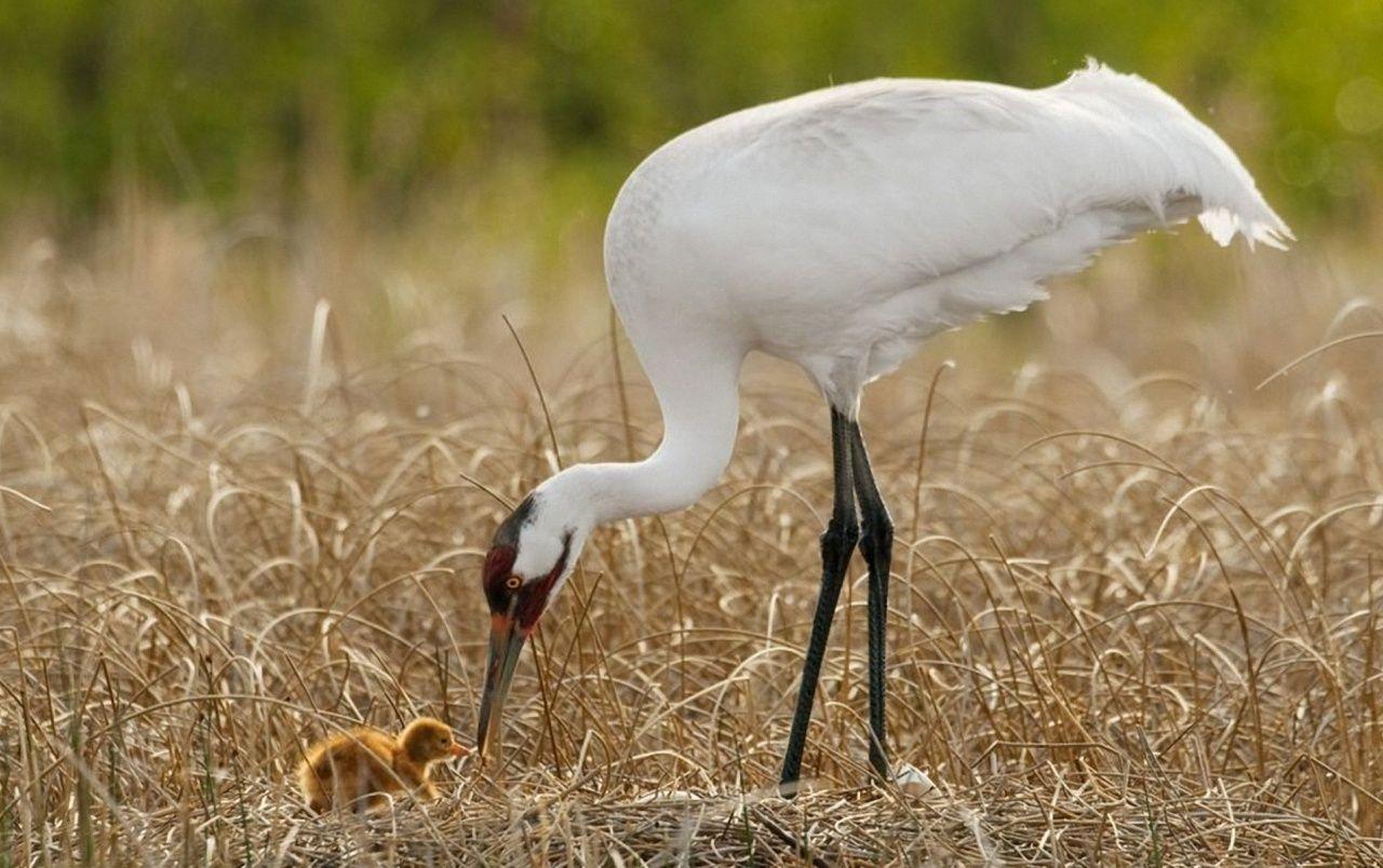 1280x804 Egret and Chicken wallpaper. Egret and Chicken