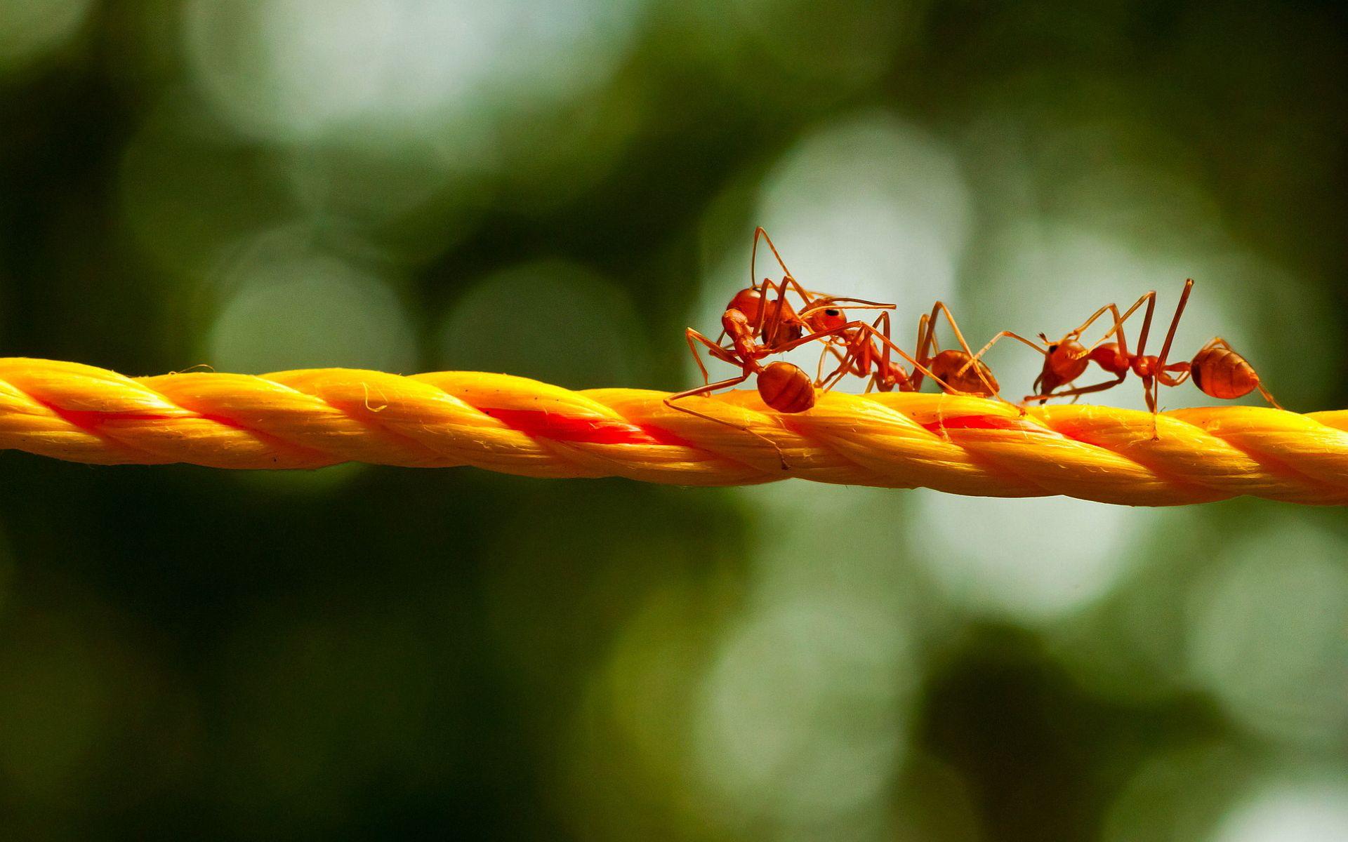 1920x1200 Rope ants