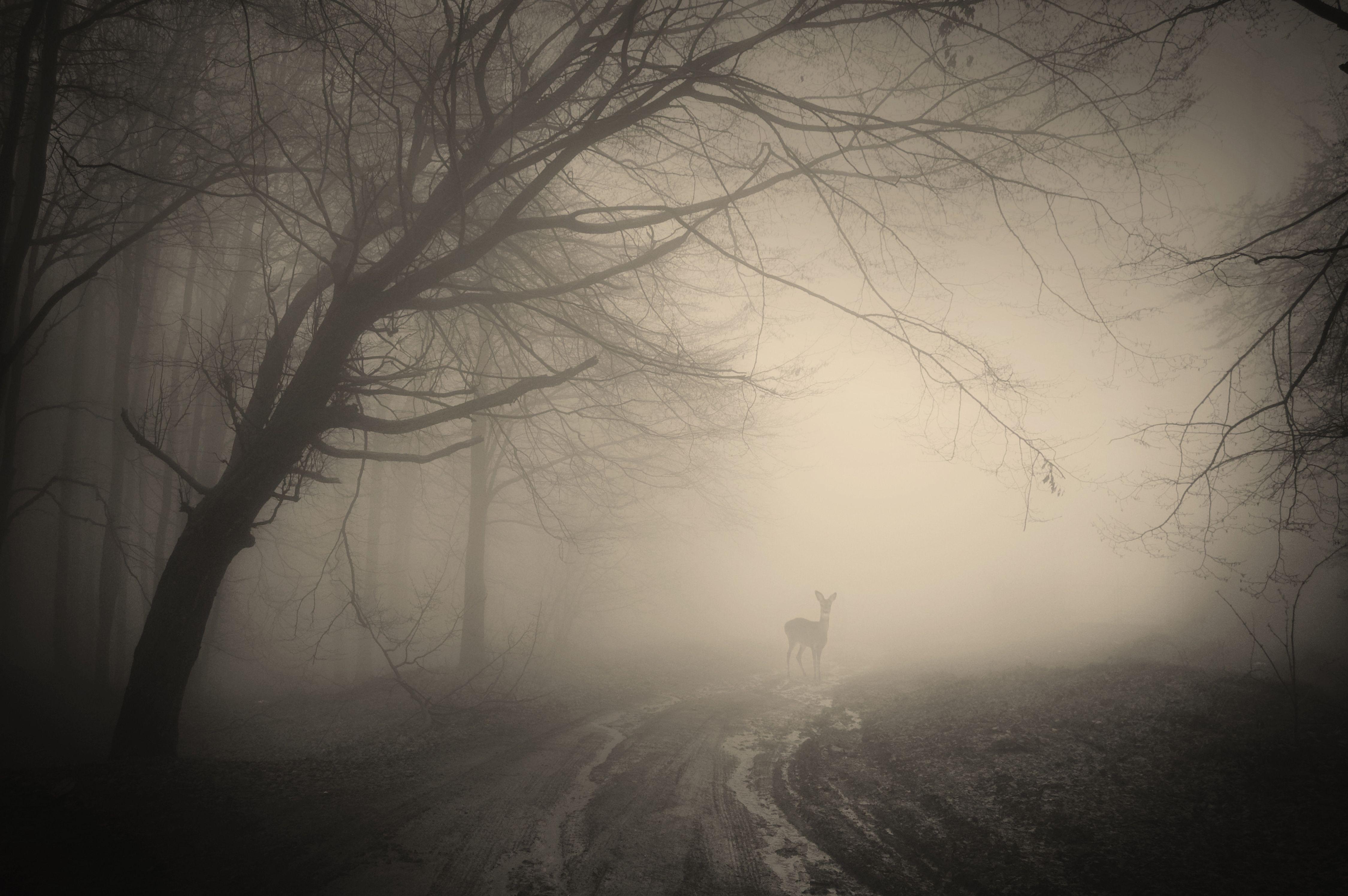 4500x2992 Creepy Landscape Wallpaper HD Resolution Free Download. Fotos