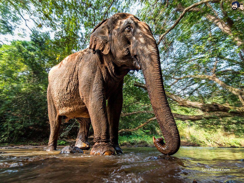 1024x768 Elephants Wallpaper