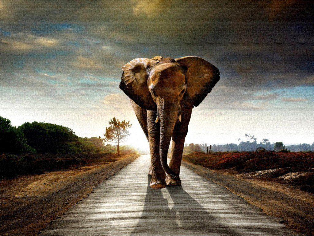 1024x768 Download Best Elephant wallpaper high resolution Wallpaper