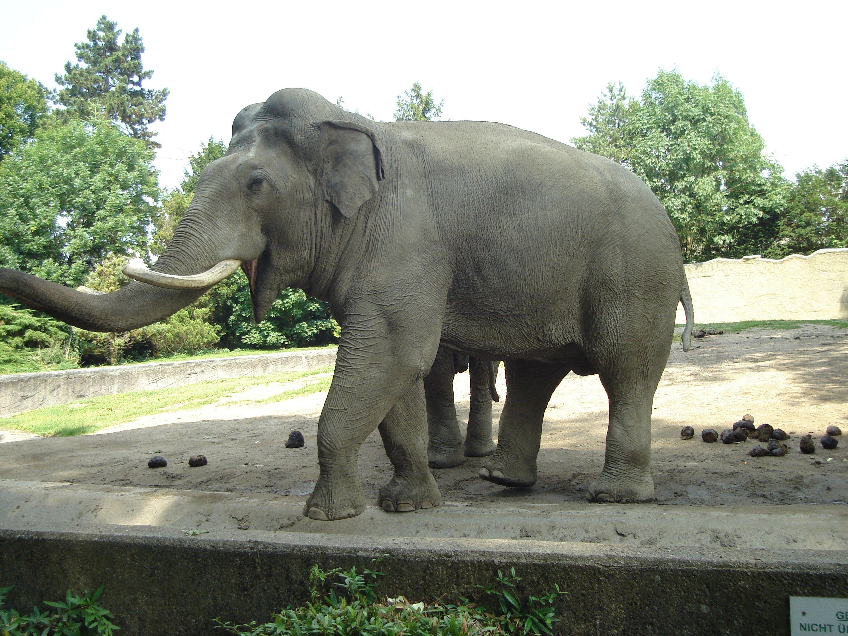 2816x2112 Free download Indian Elephant Wallpaper Indian elephan 2816x2112