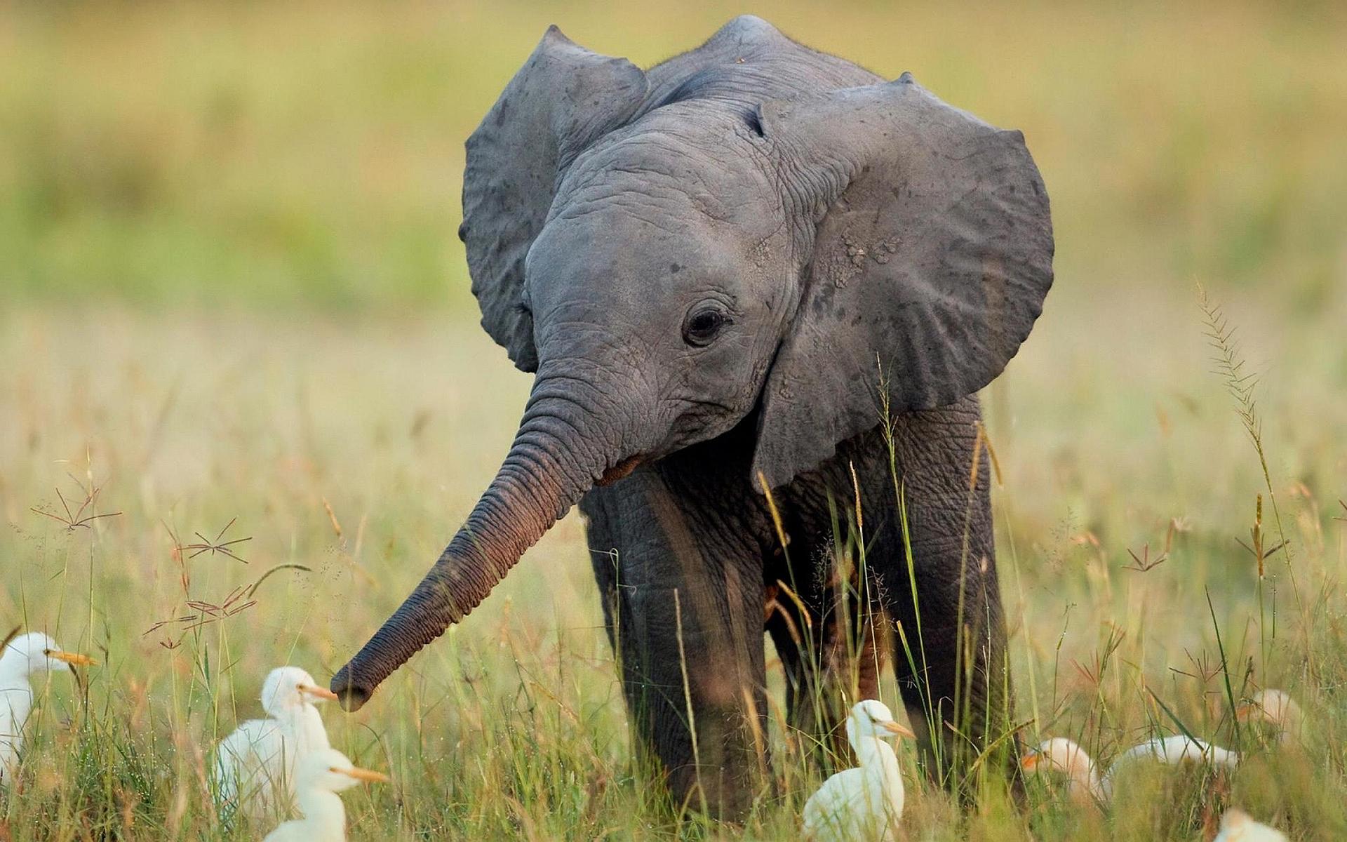 1920x1200 Baby Elephant Wallpaper Picture Photo Image