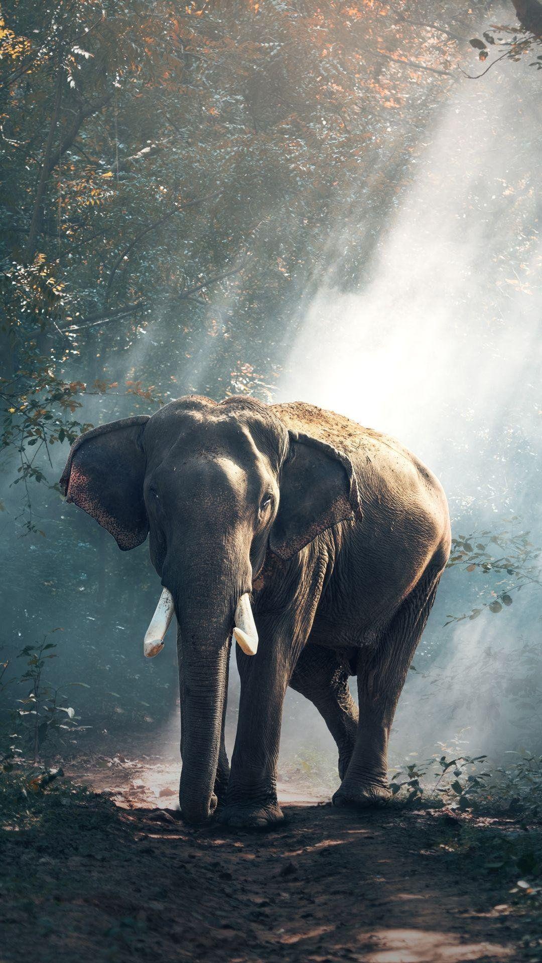 1080x1920 Rose Gold Elephant iPad Wallpaper