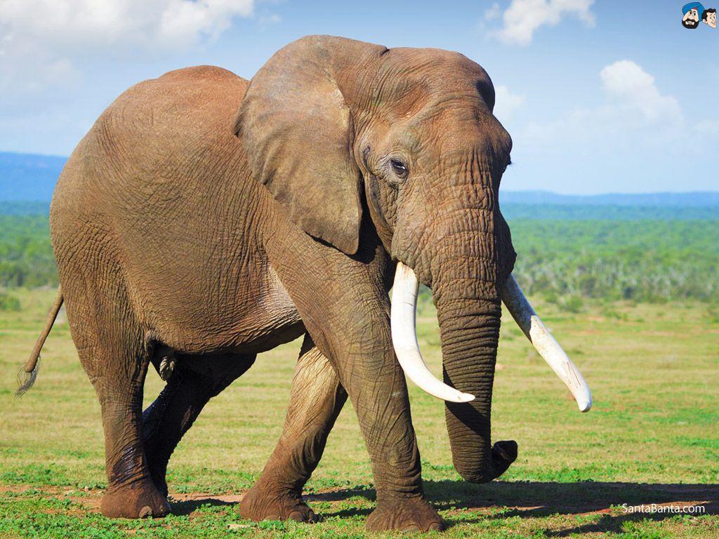 what are elephant tusks used for
