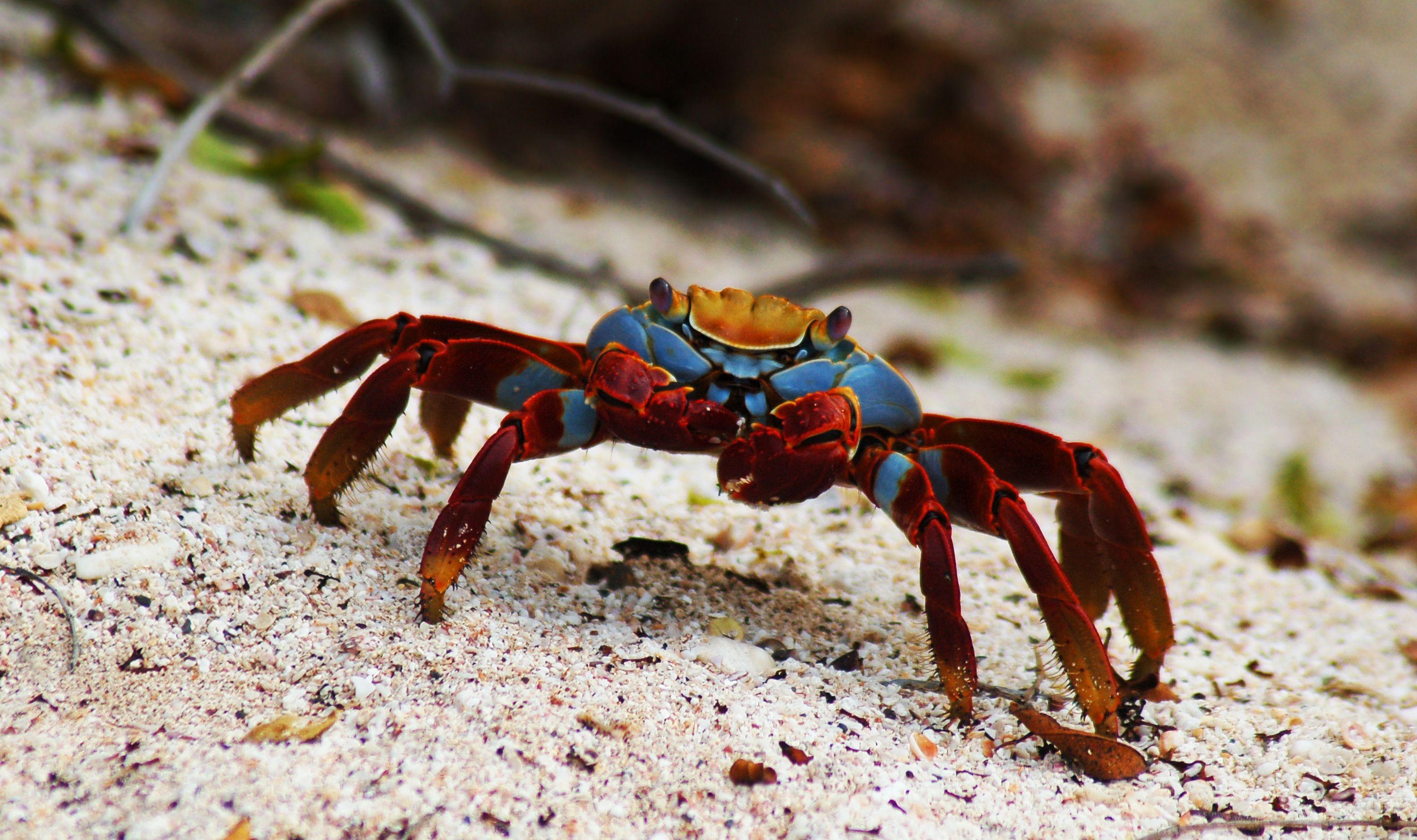 Crab Wallpapers Top Free Crab Backgrounds WallpaperAccess