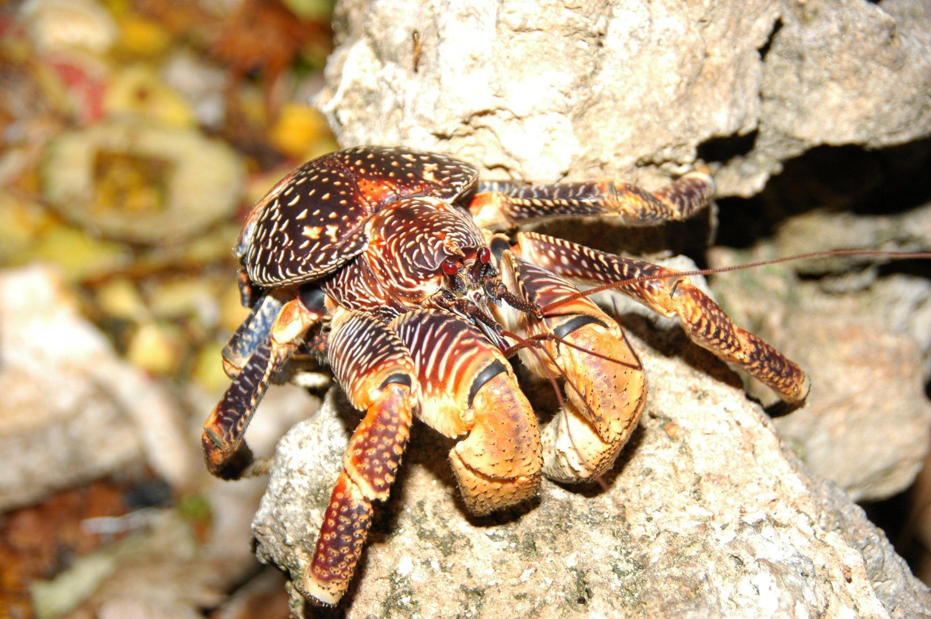 1920x1277 Coconut Crab Wallpaper