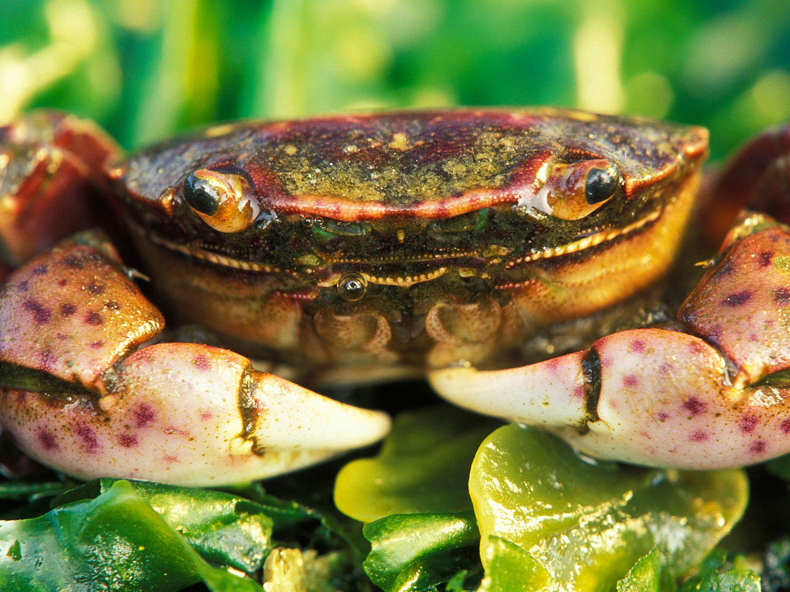 1600x1200 Fiddler Crab Wallpaper