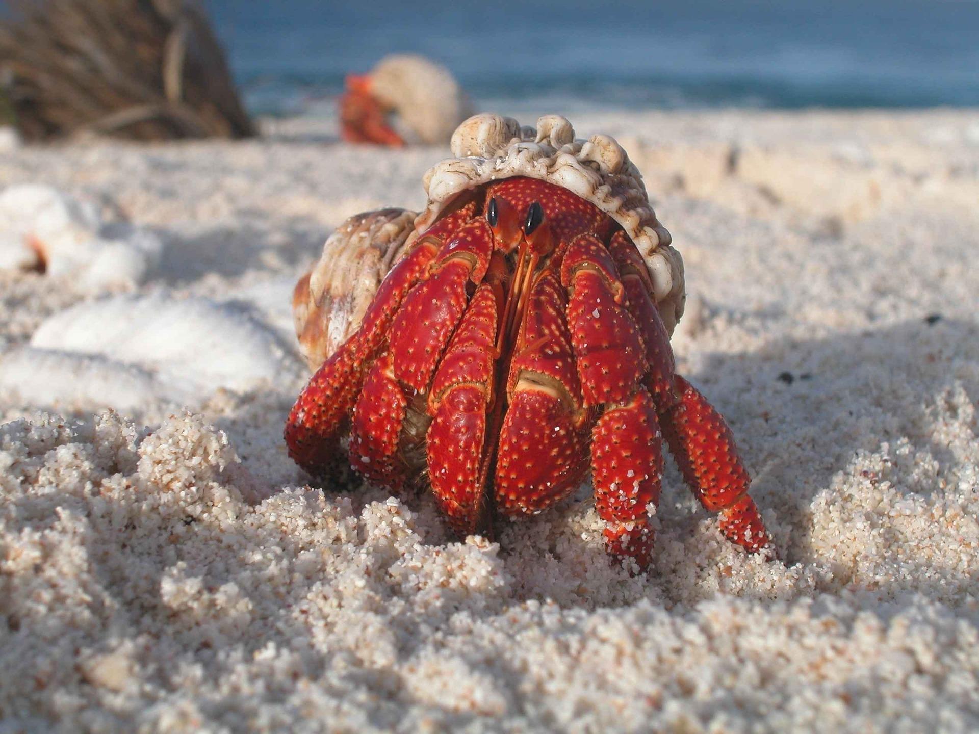 1920x1440 Hermit Crab Wallpaper HD for Android