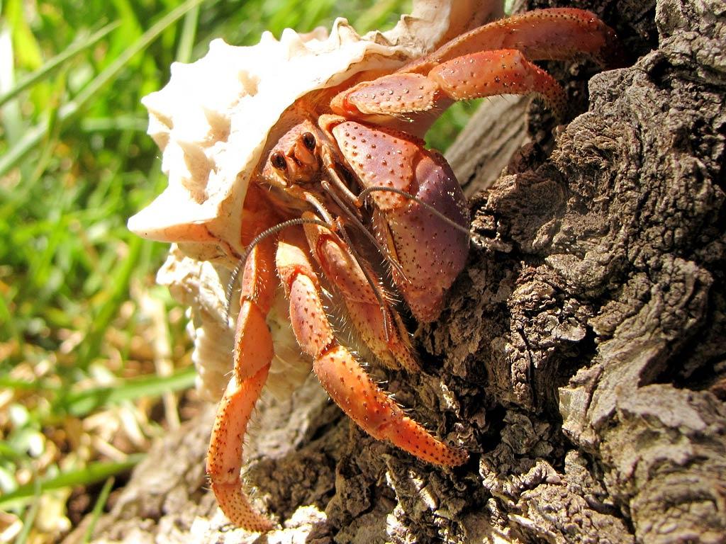1024x768 Hermit Crab Wallpaper