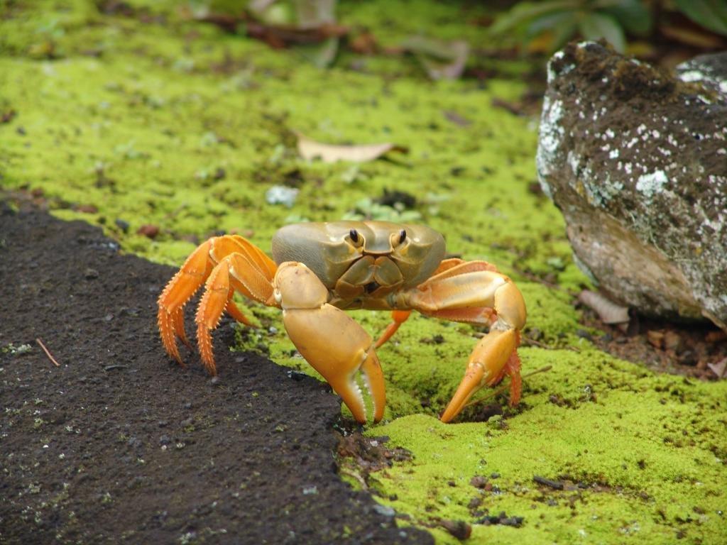 1024x768 Crab wallpaper HD for desktop background
