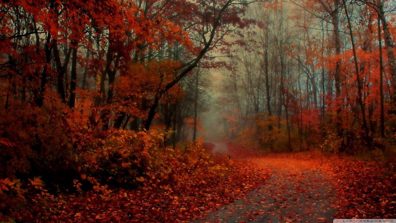 1366x768 Forest: Romantic Autumn Scene Nature Fall Red Forest Fog Mist