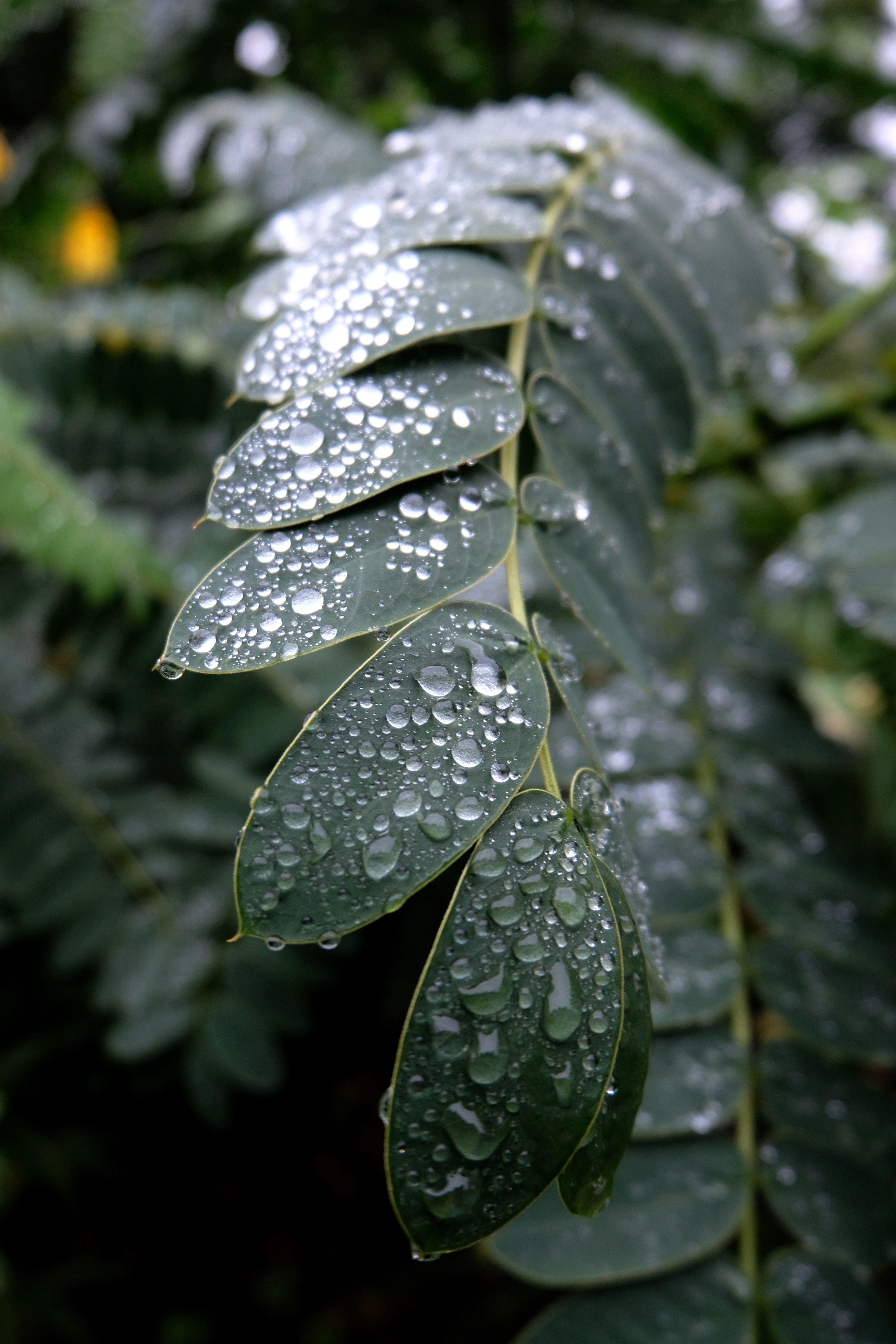3840x5760 nature rain drop raindrop and drop HD 4k wallpaper and background