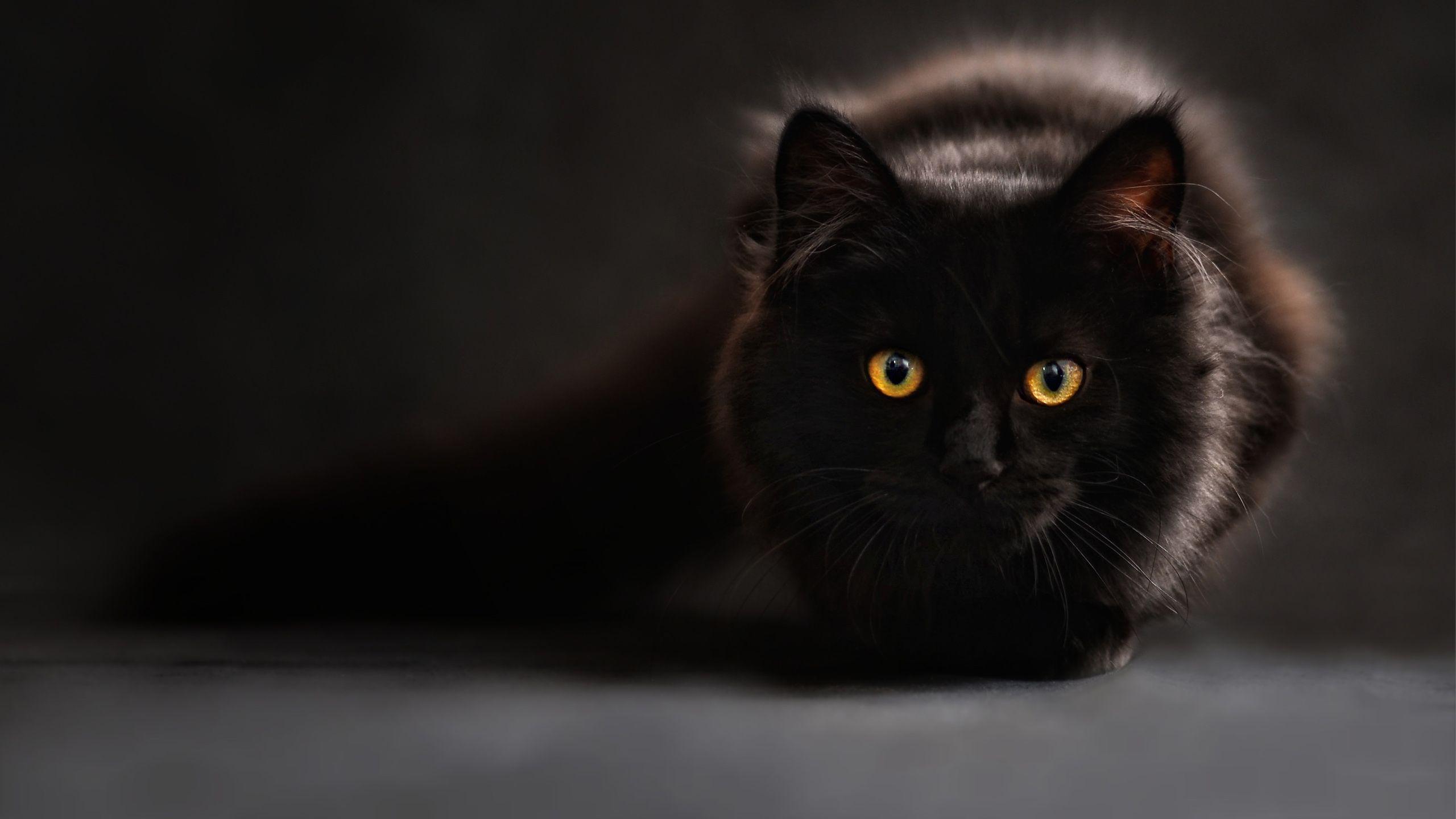 Hình nền mèo đen 2560x1440