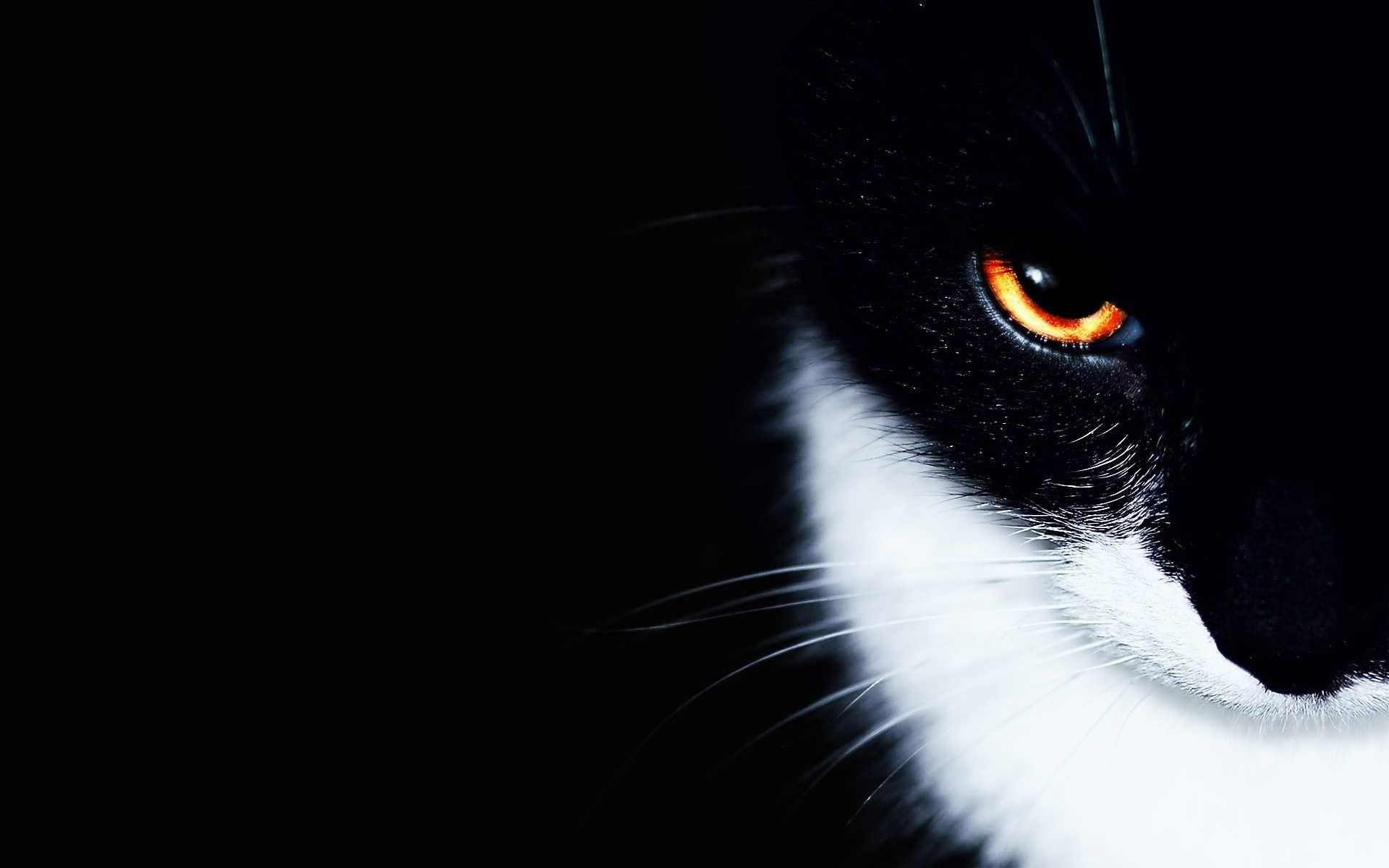 Hình nền mèo đen trắng 1920x1200