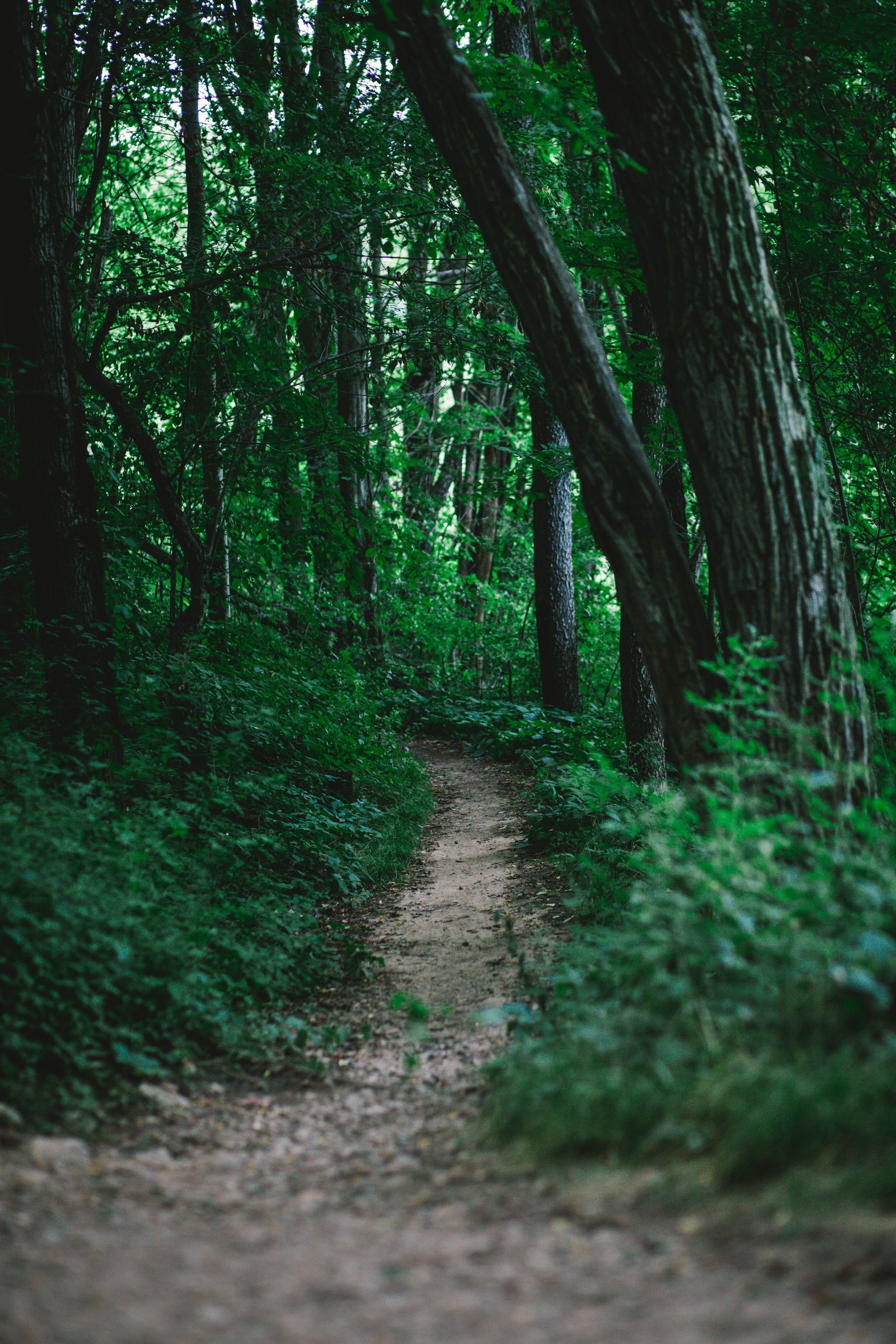 3744x5616 Path Hiking Forest And Trail HD Wallpaper