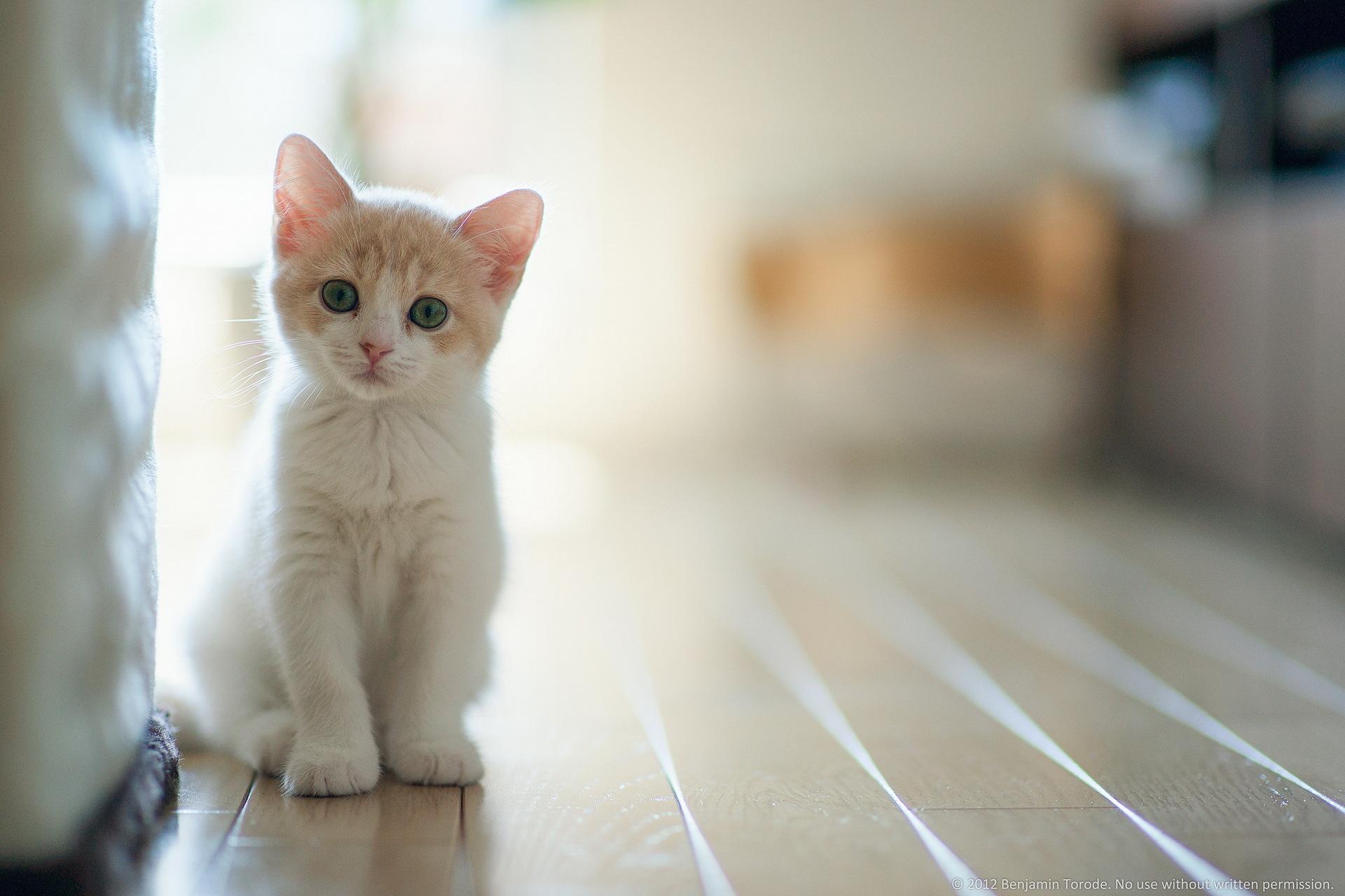 Cute white cat background 2K wallpaper download