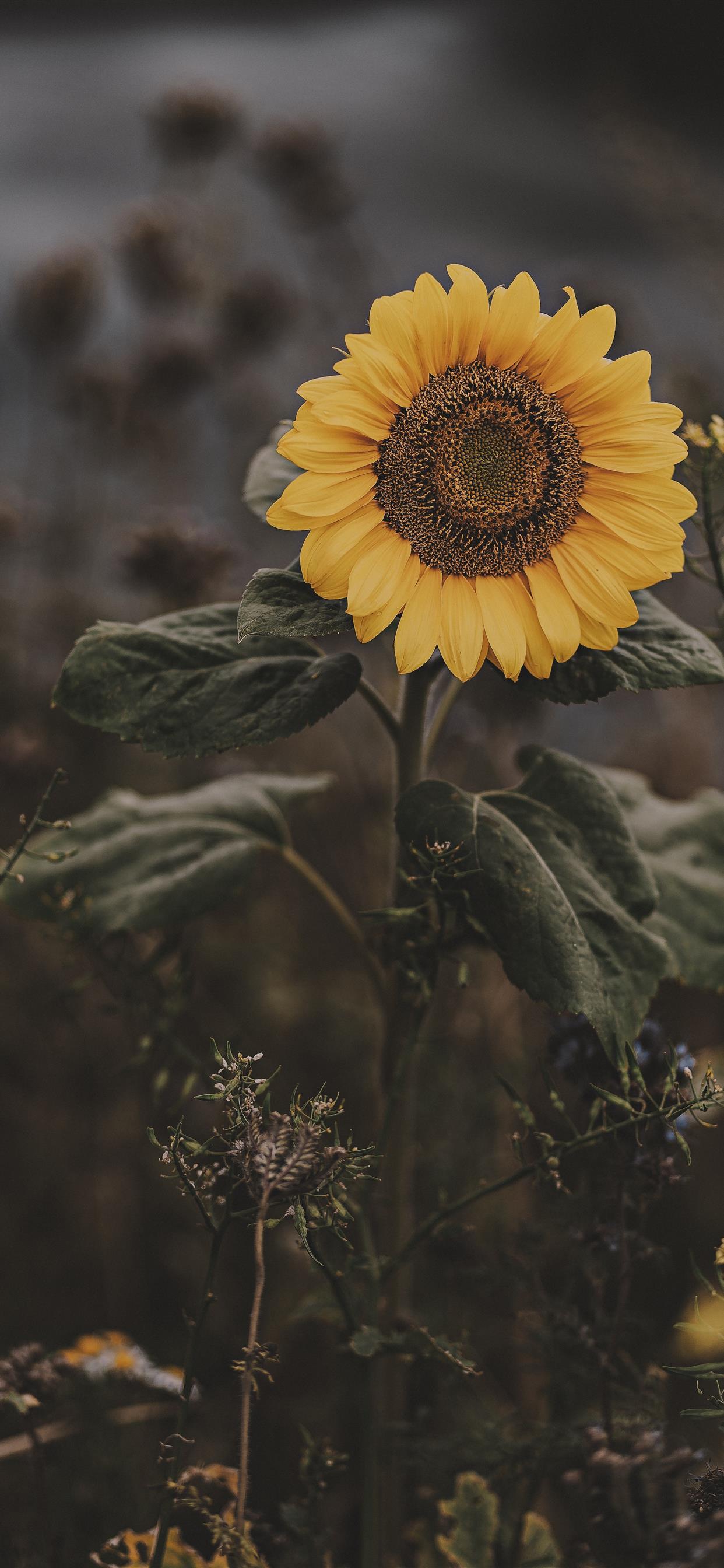 Rustic Sunflower Wallpapers Top Free Rustic Sunflower Backgrounds